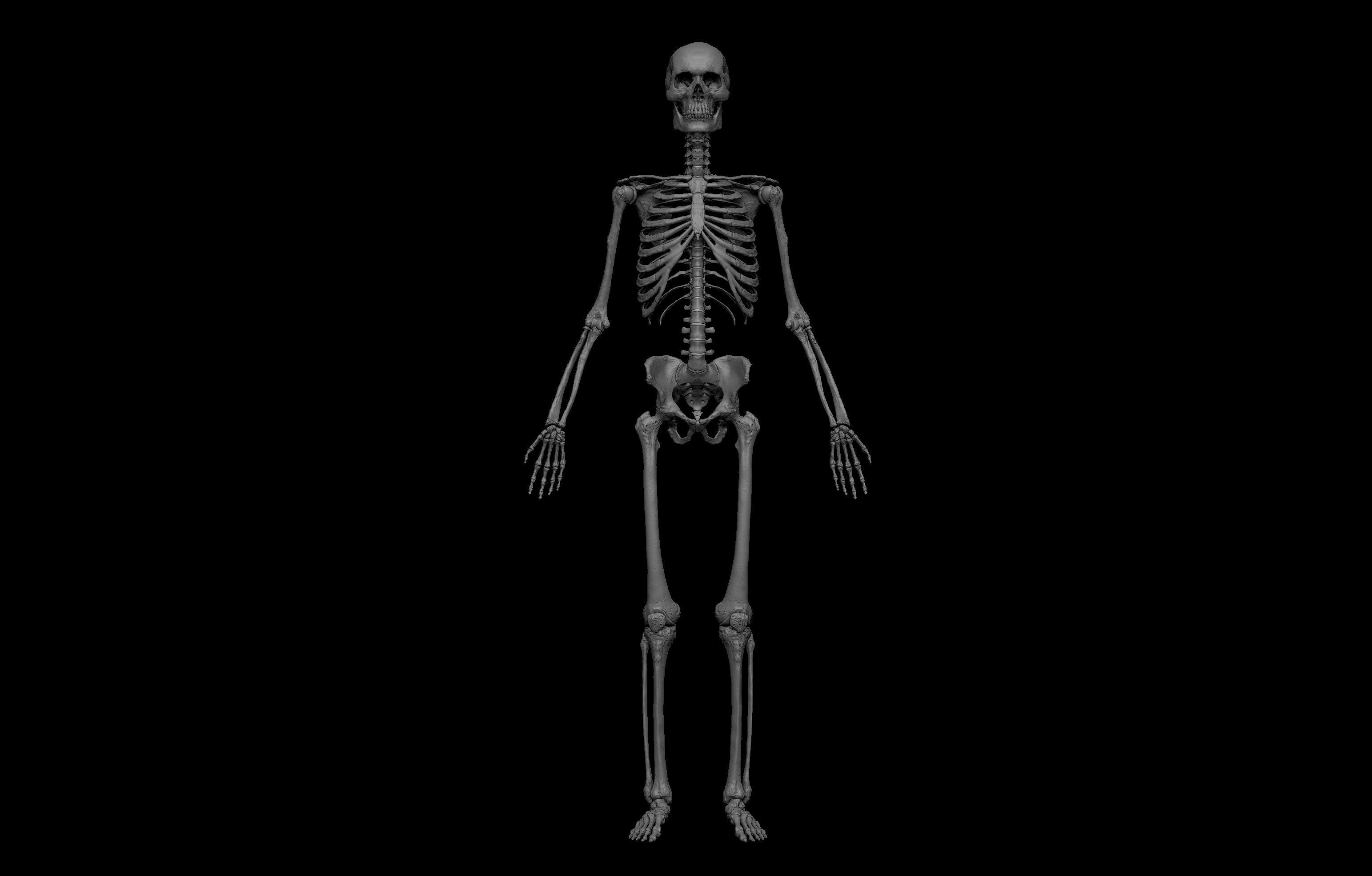 HD Male Complete Human 3D Anatomy Model Low-poly 3D model_37