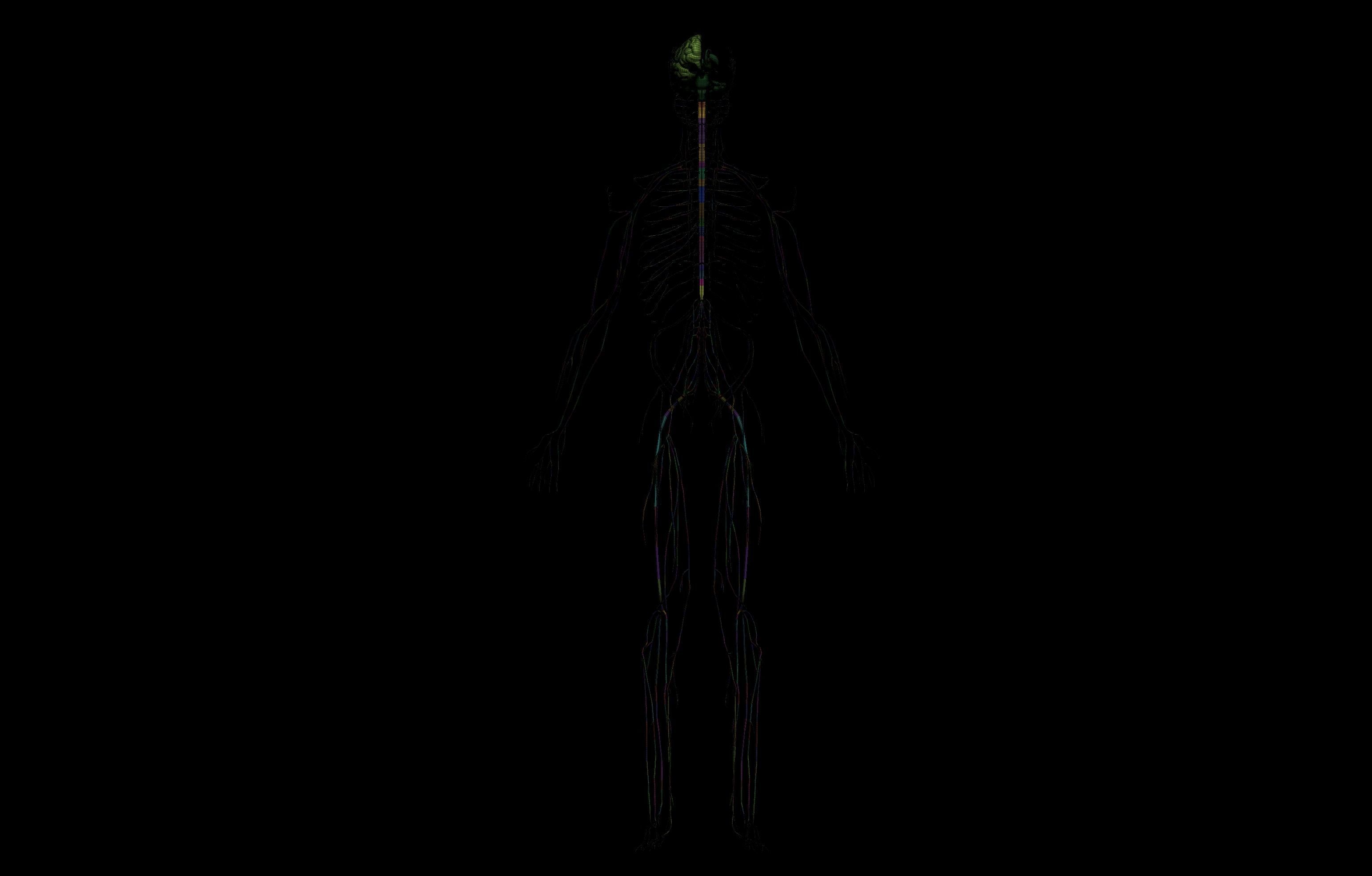 HD Male Complete Human 3D Anatomy Model Low-poly 3D model_92