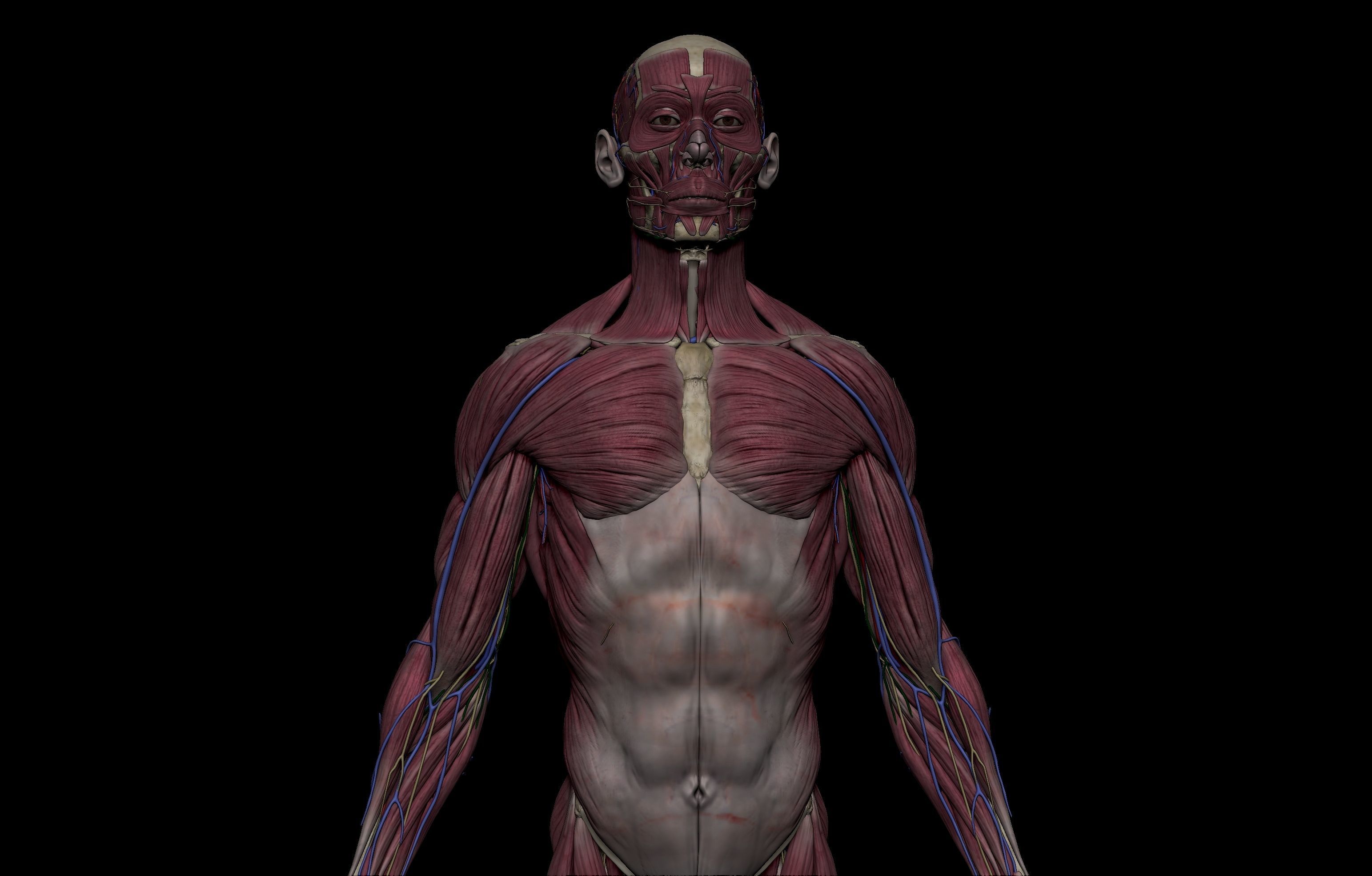 HD Male Complete Human 3D Anatomy Model Low-poly 3D model_20