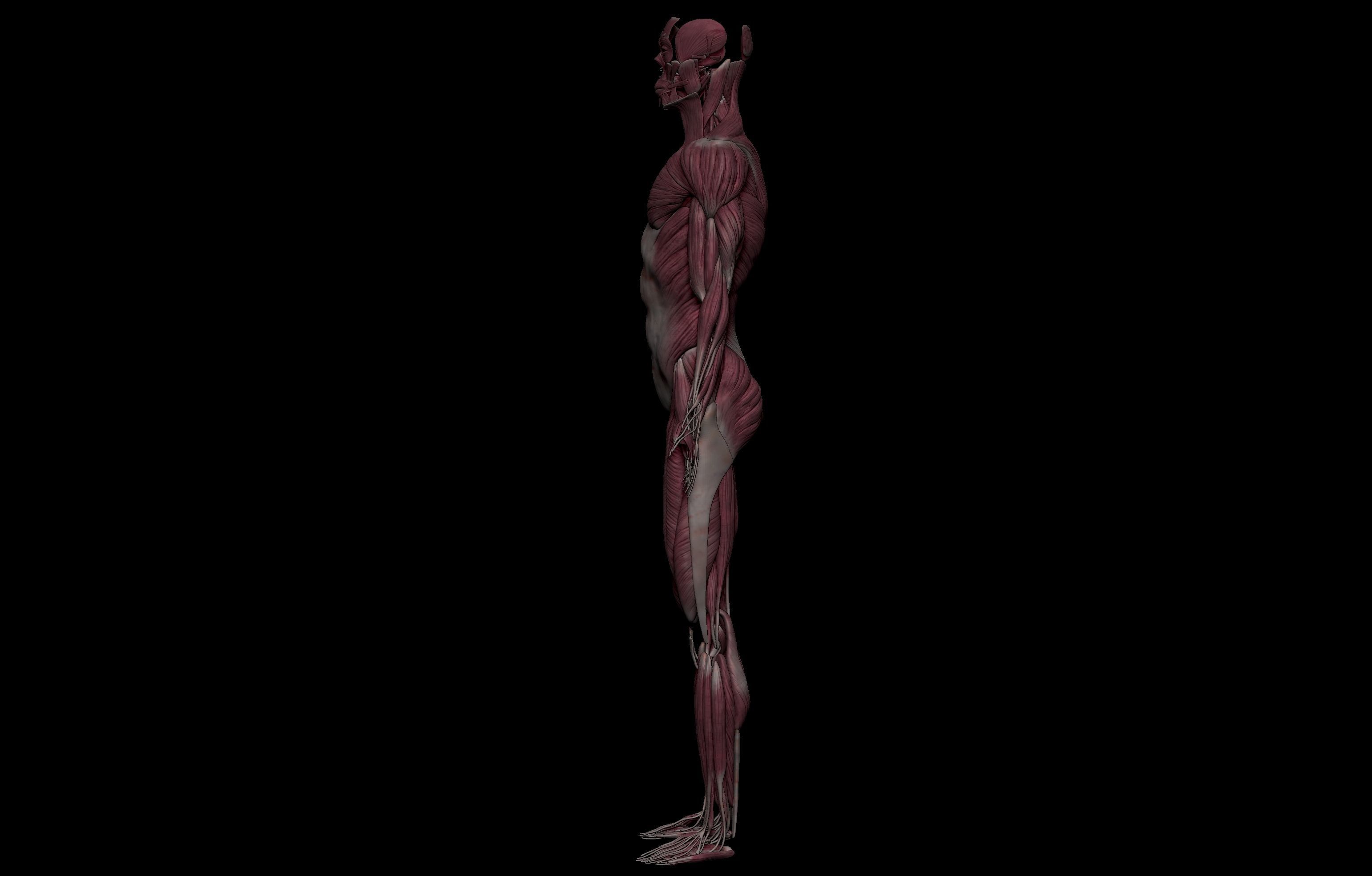 HD Male Complete Human 3D Anatomy Model Low-poly 3D model_23