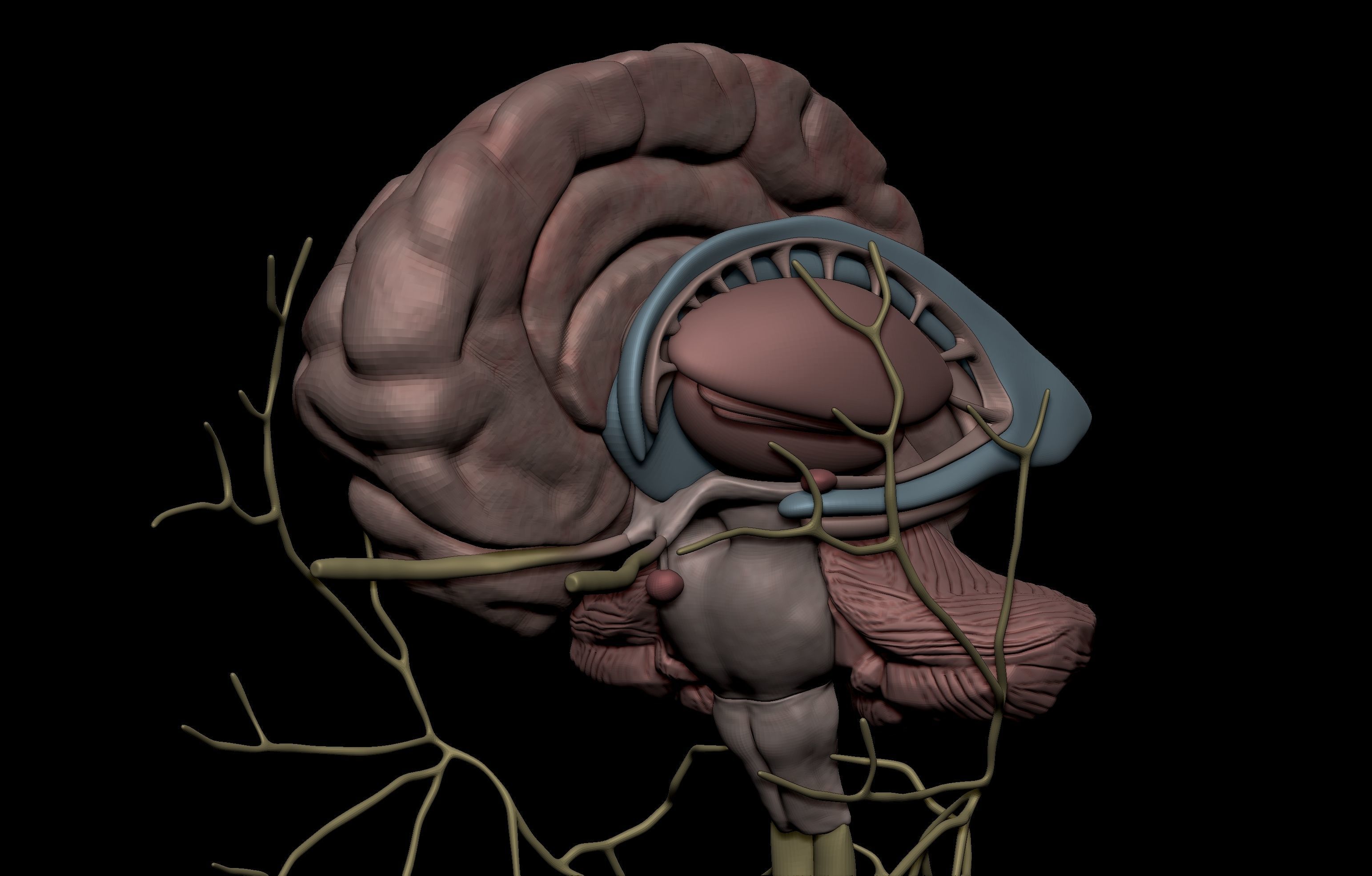 HD Male Complete Human 3D Anatomy Model Low-poly 3D model_93