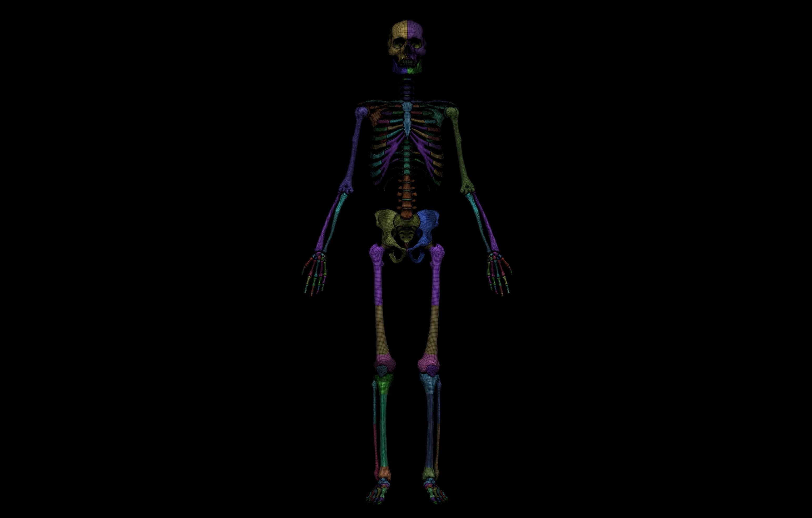 HD Male Complete Human 3D Anatomy Model Low-poly 3D model_45