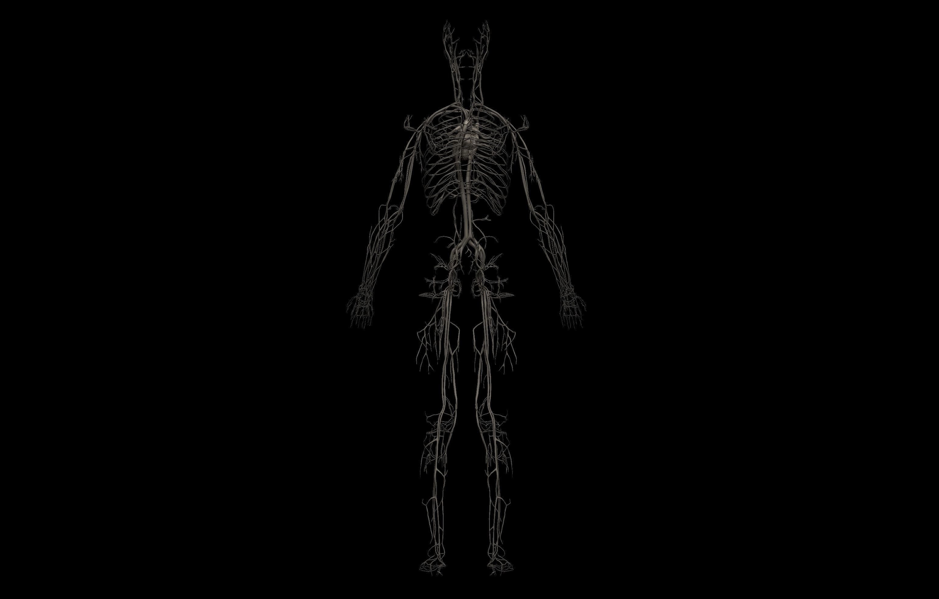 HD Male Complete Human 3D Anatomy Model Low-poly 3D model_66