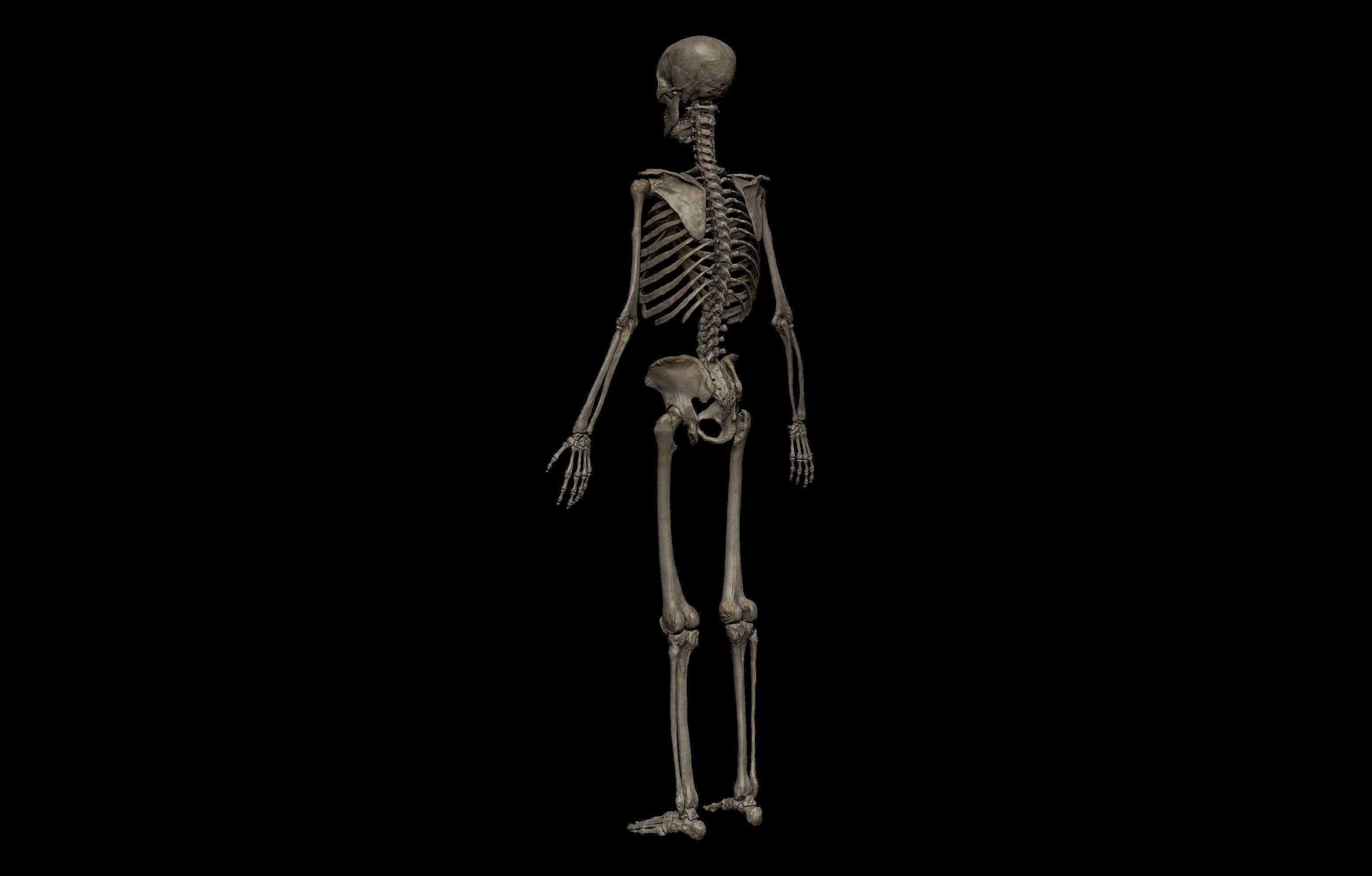HD Male Complete Human 3D Anatomy Model Low-poly 3D model_44
