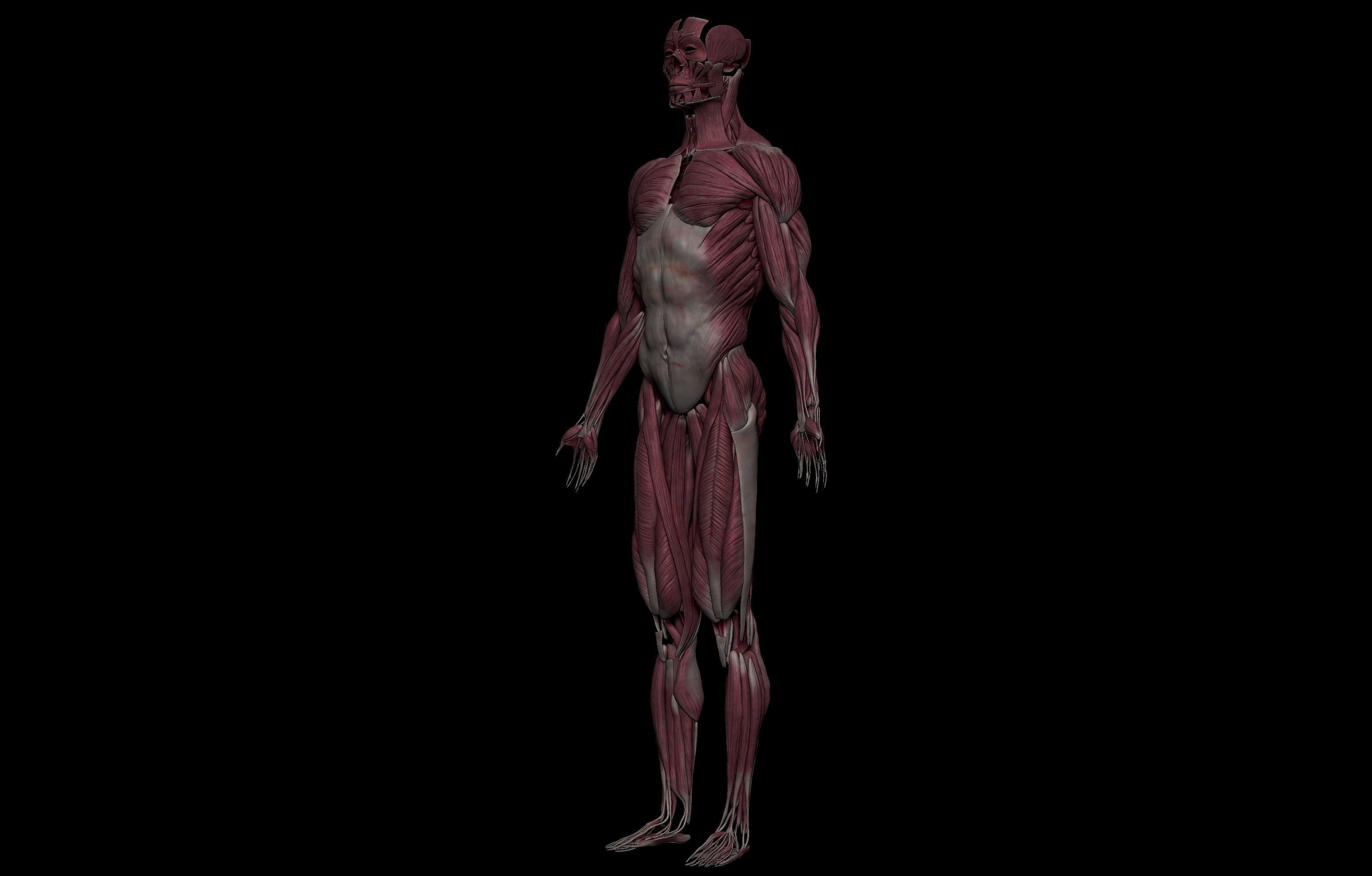 HD Male Complete Human 3D Anatomy Model Low-poly 3D model_21