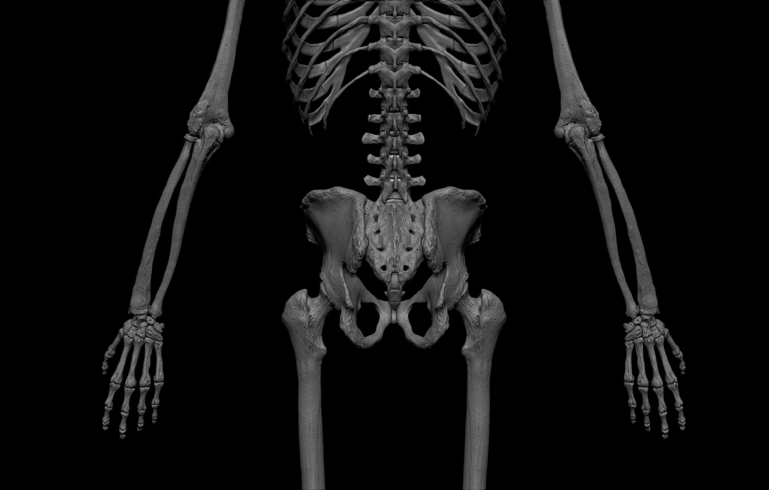 HD Male Complete Human 3D Anatomy Model Low-poly 3D model_48