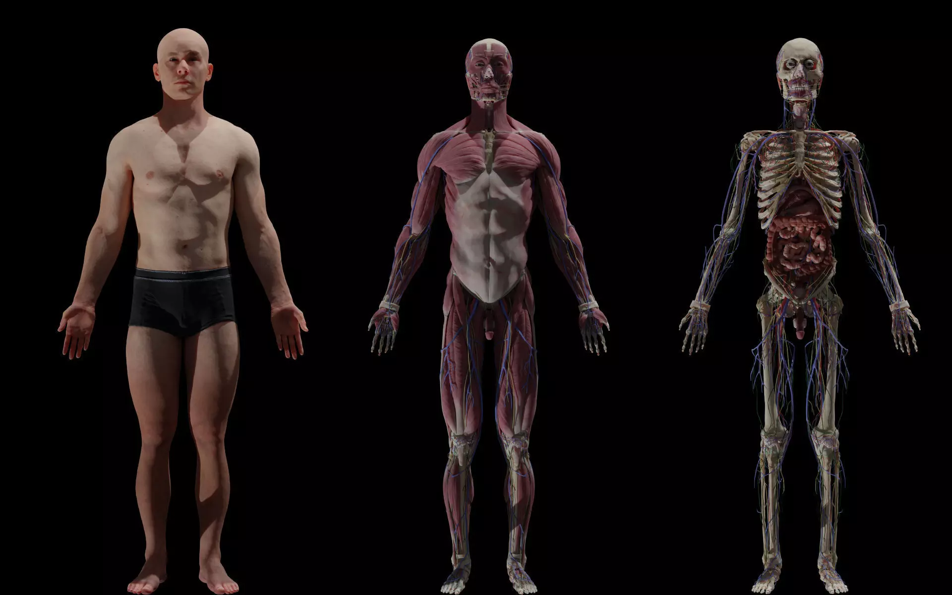 HD Male Complete Human 3D Anatomy Model Low-poly 3D model_0