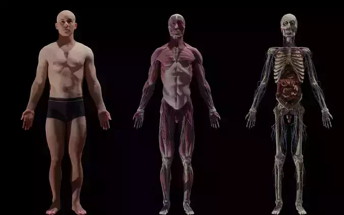 HD Male Complete Human 3D Anatomy Model Low-poly 3D model