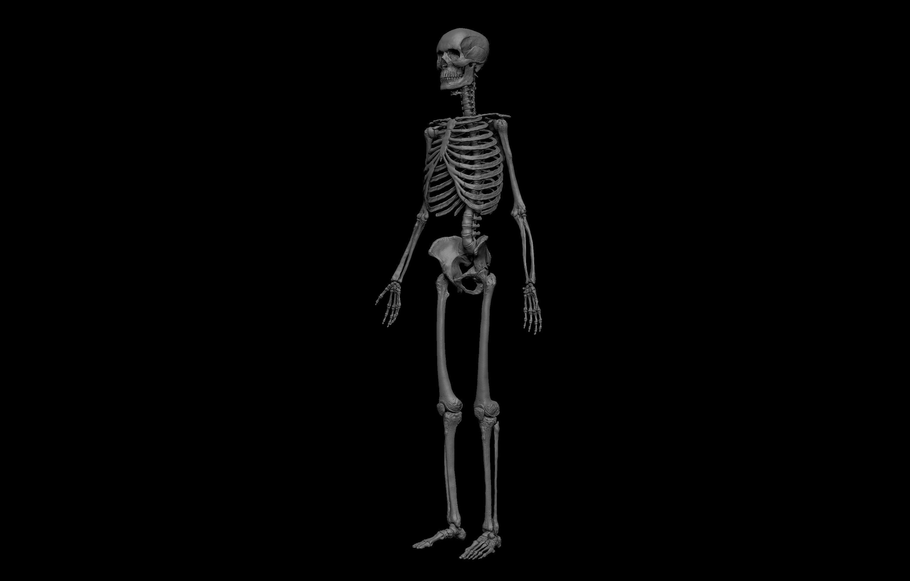 HD Male Complete Human 3D Anatomy Model Low-poly 3D model_47