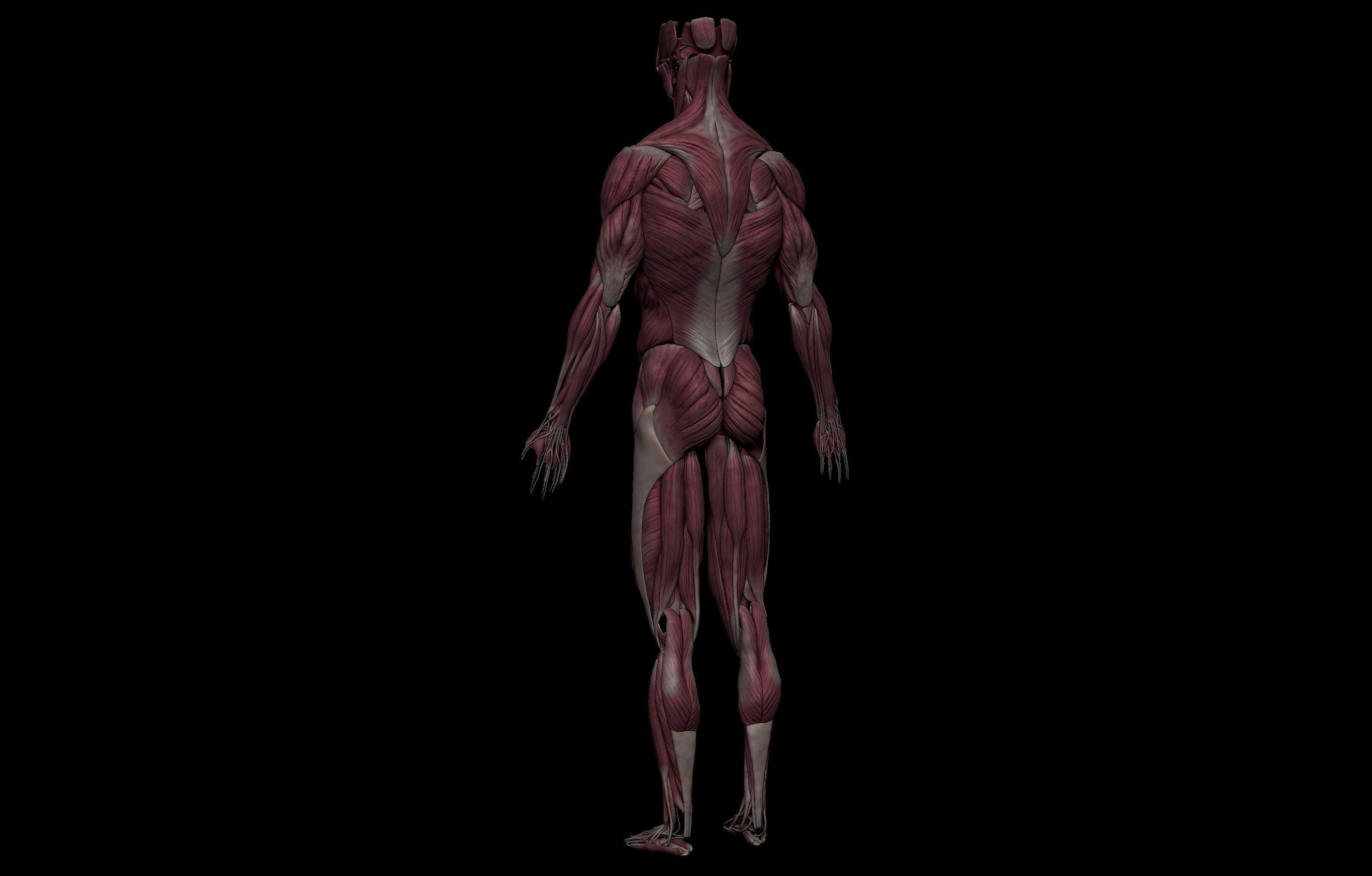 HD Male Complete Human 3D Anatomy Model Low-poly 3D model_24