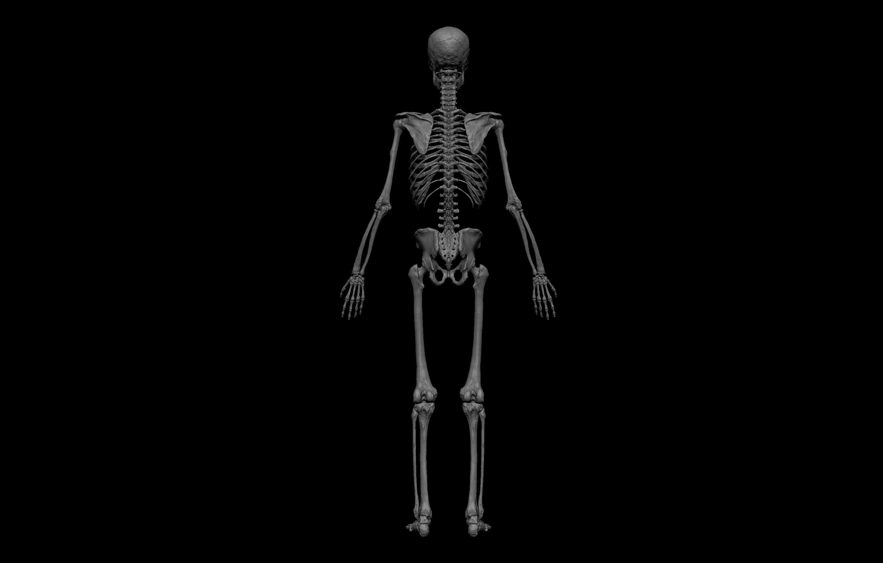HD Male Complete Human 3D Anatomy Model Low-poly 3D model_35