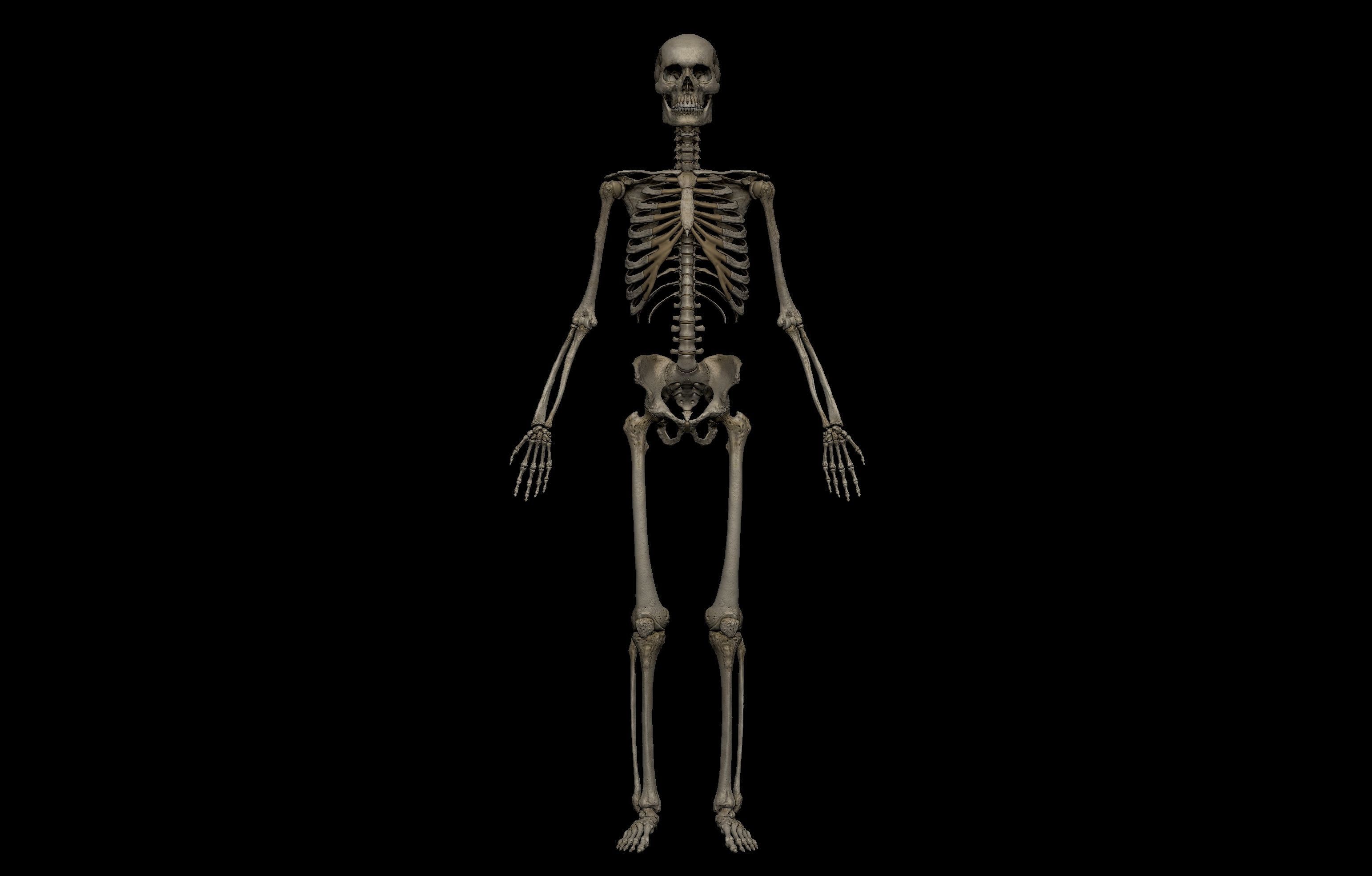 HD Male Complete Human 3D Anatomy Model Low-poly 3D model_38