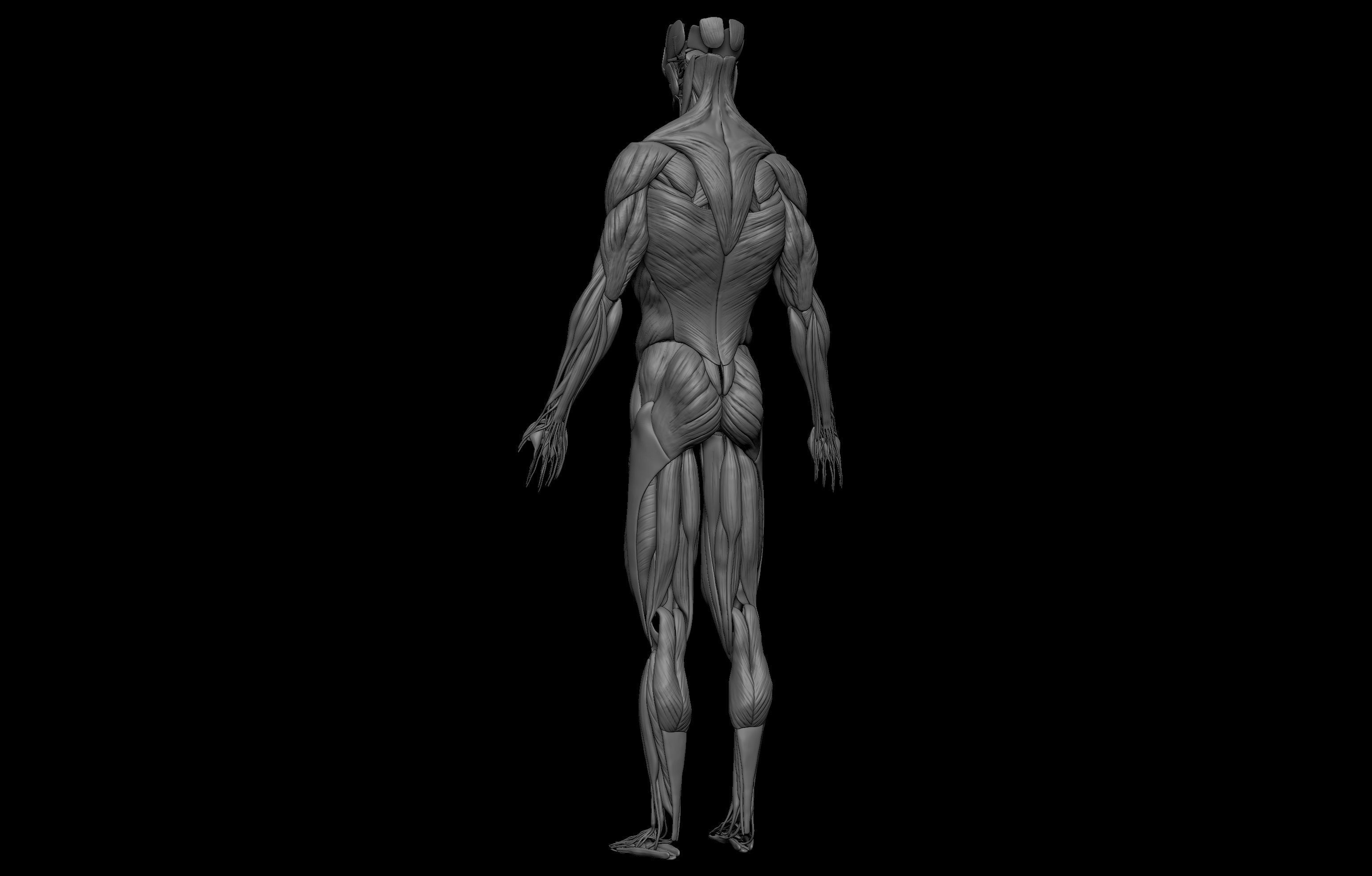 HD Male Complete Human 3D Anatomy Model Low-poly 3D model_8