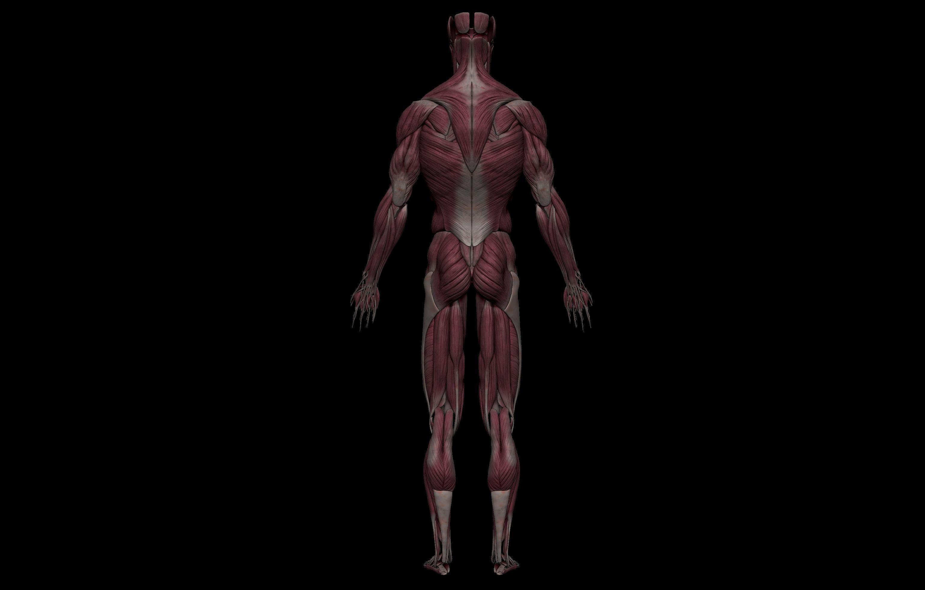 HD Male Complete Human 3D Anatomy Model Low-poly 3D model_26