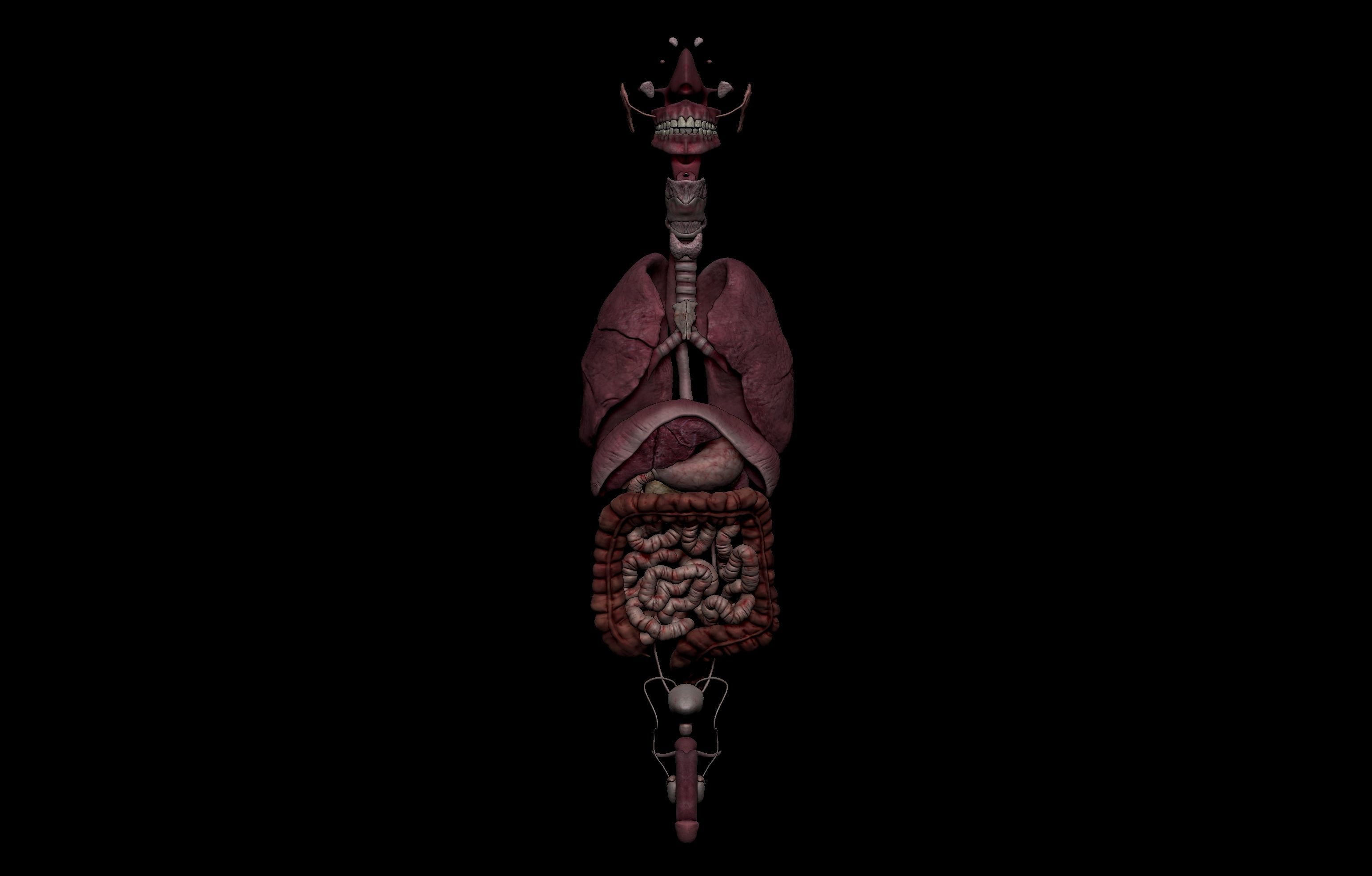 HD Male Complete Human 3D Anatomy Model Low-poly 3D model_78