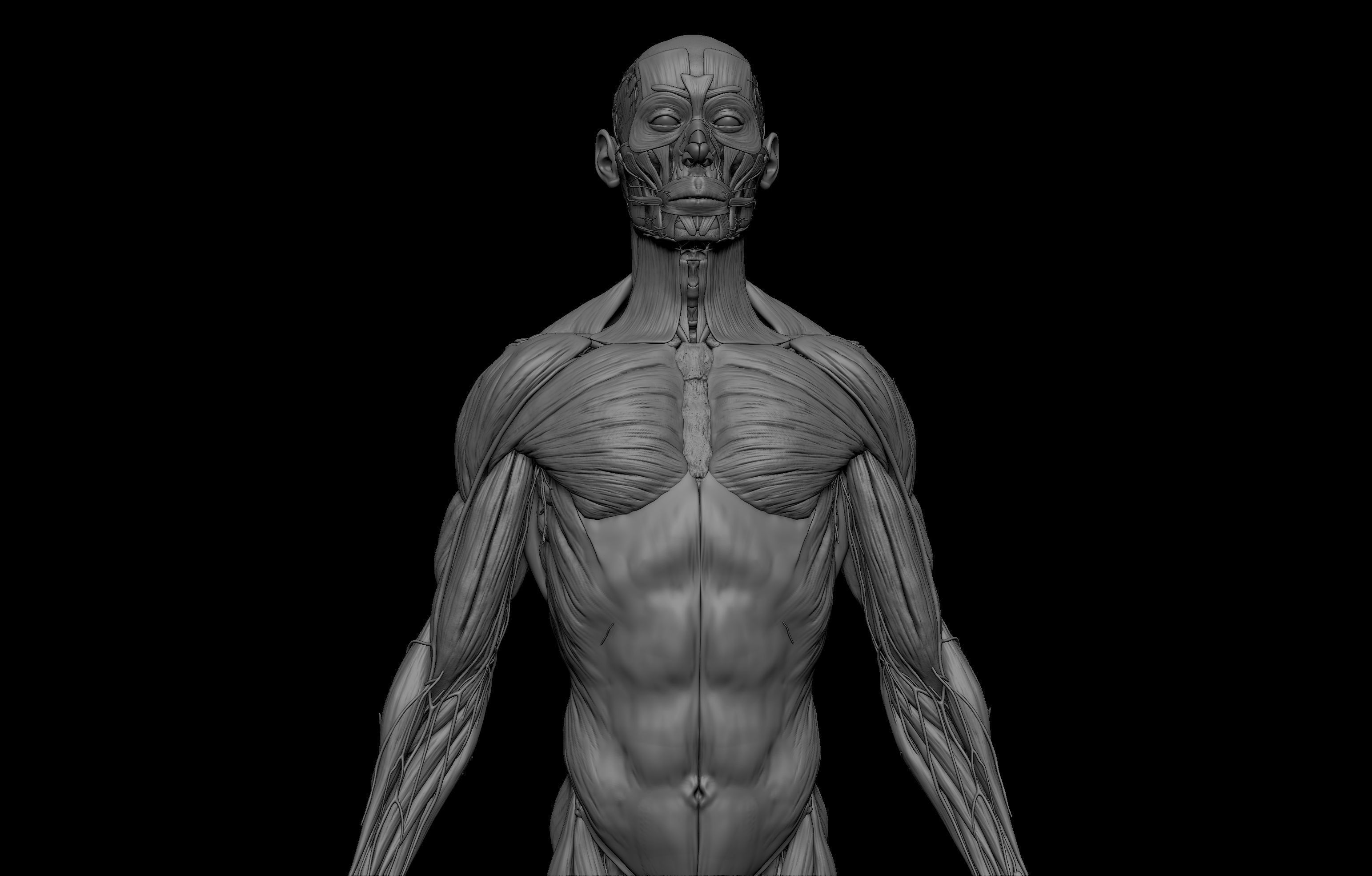 HD Male Complete Human 3D Anatomy Model Low-poly 3D model_25