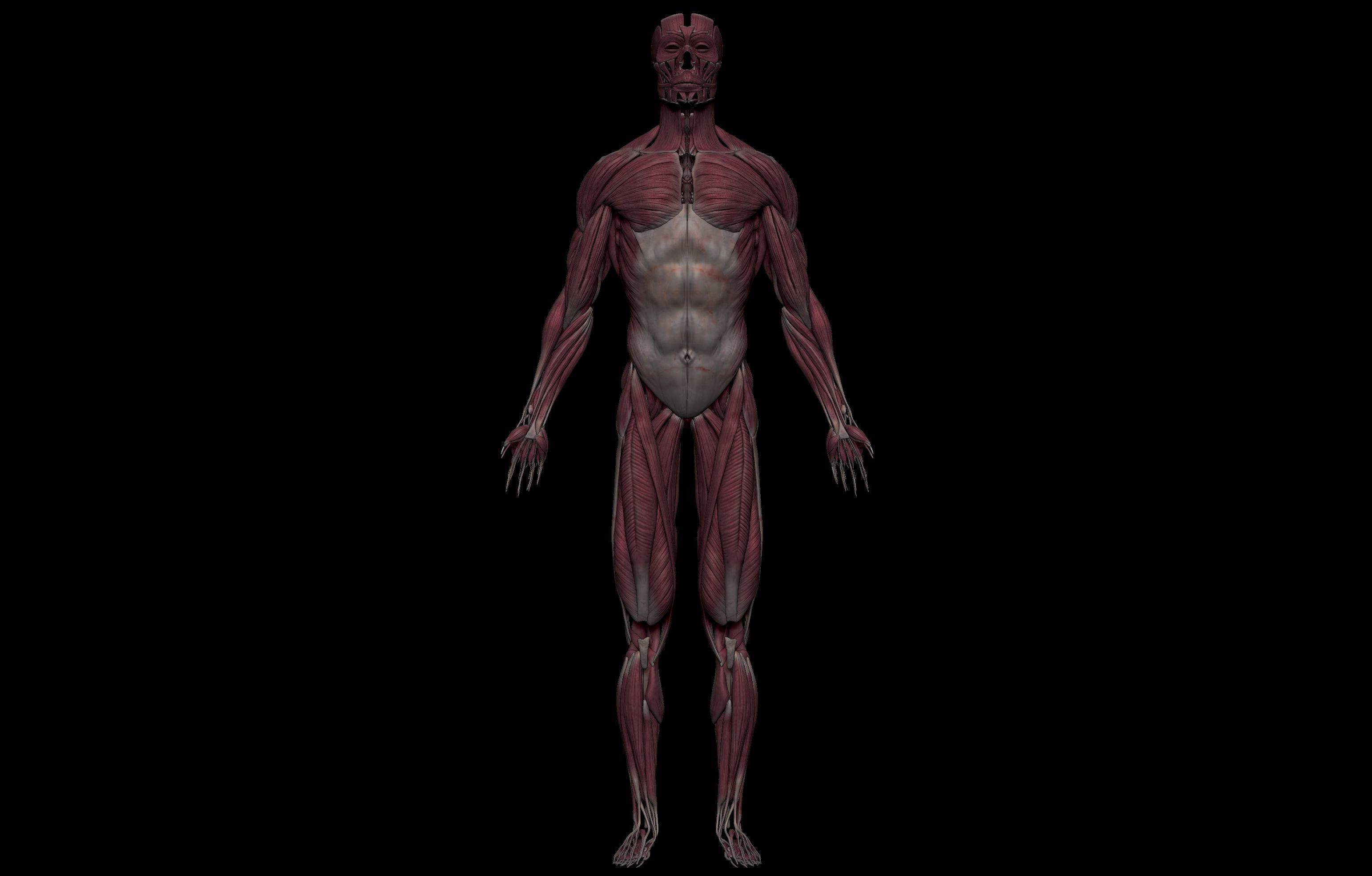 HD Male Complete Human 3D Anatomy Model Low-poly 3D model_4