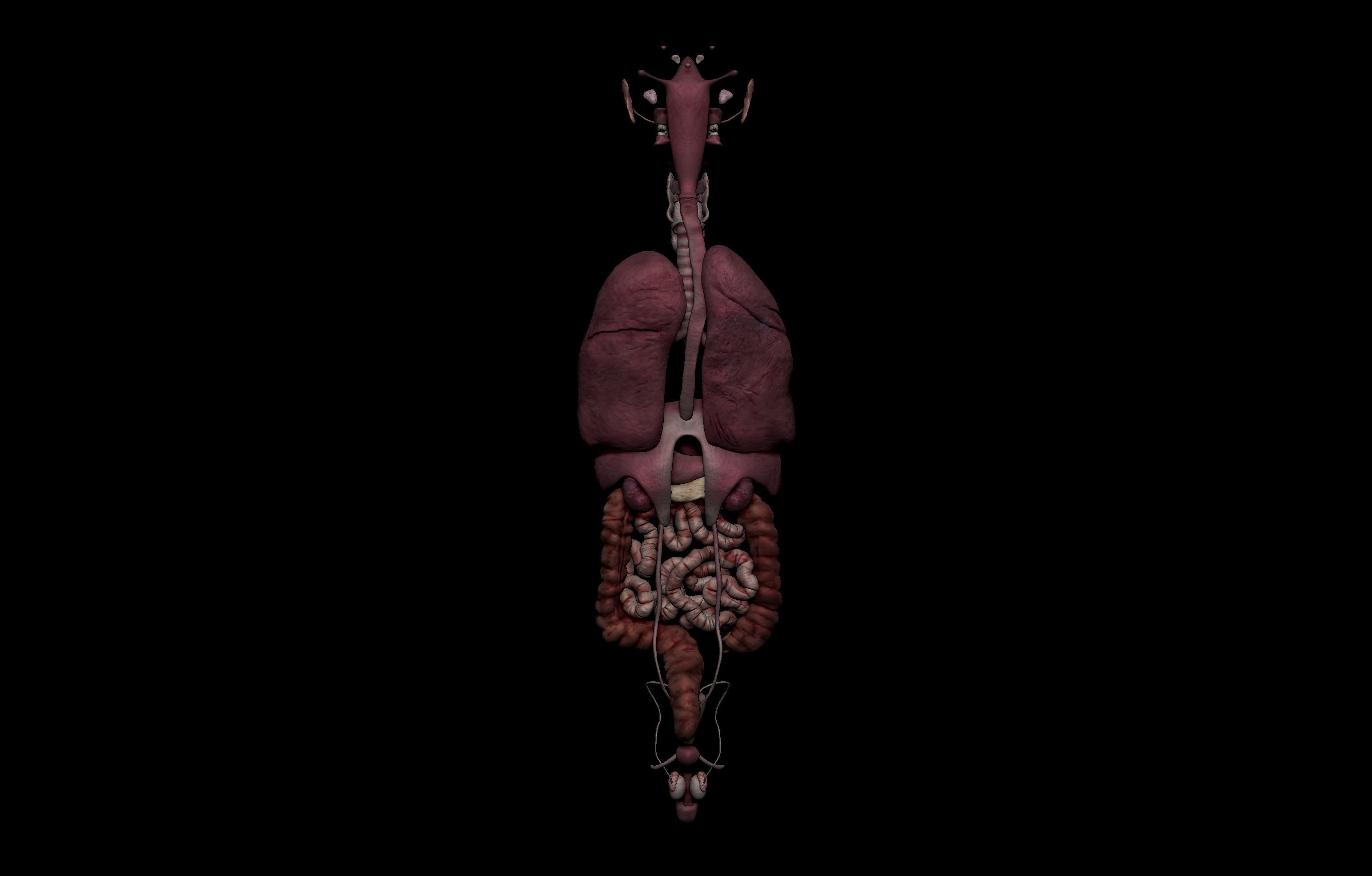 HD Male Complete Human 3D Anatomy Model Low-poly 3D model_80