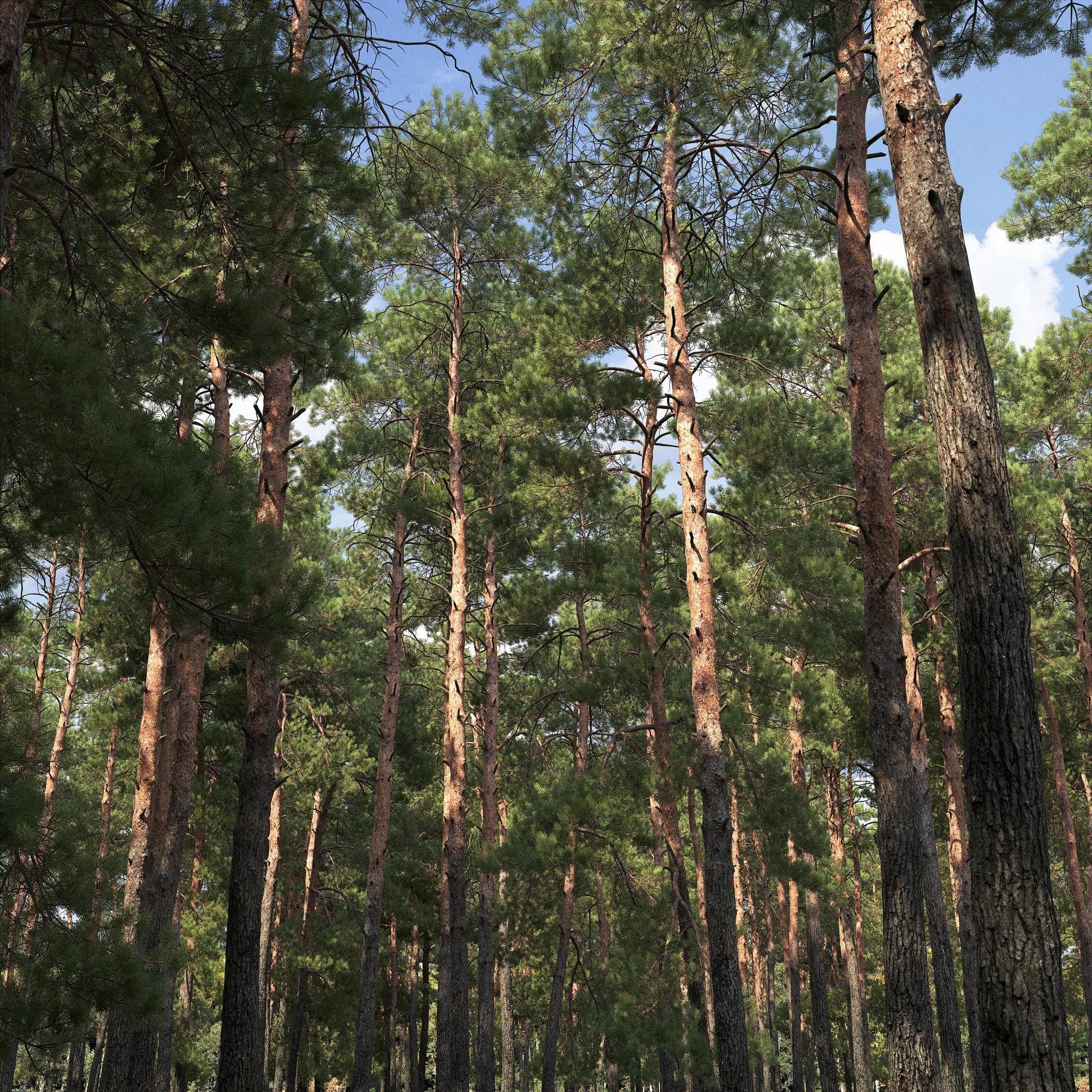 Pinus Sylvestris 31 3D model_1