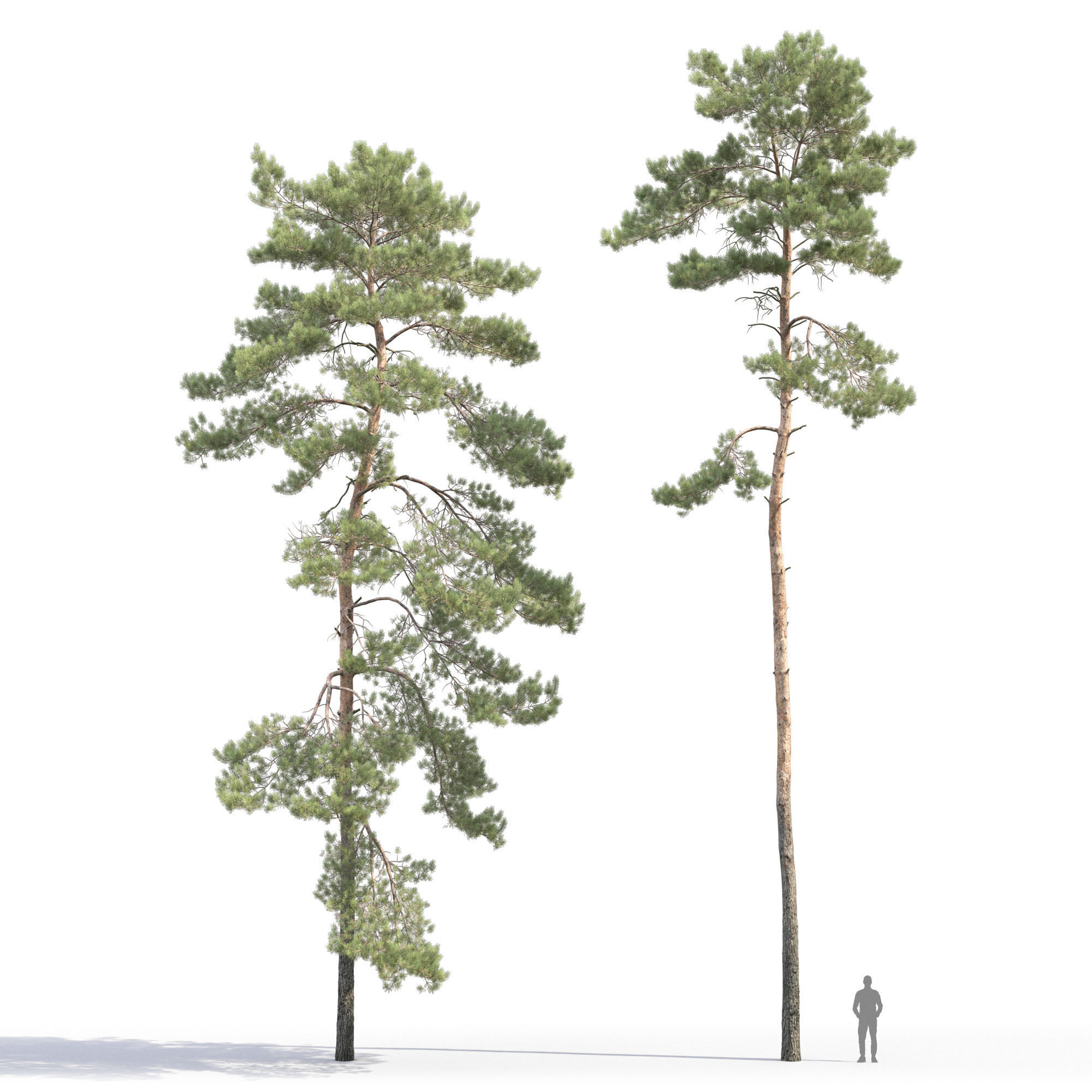Pinus Sylvestris 31 3D model_5