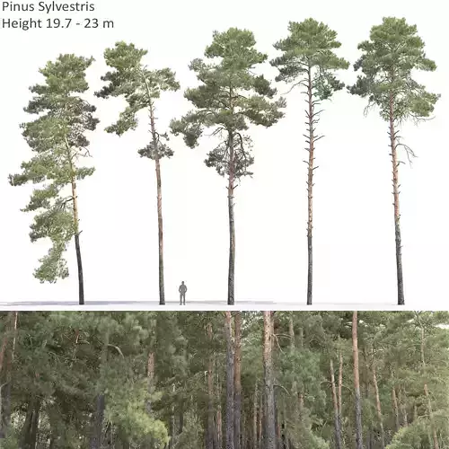 Pinus Sylvestris 31 3D model