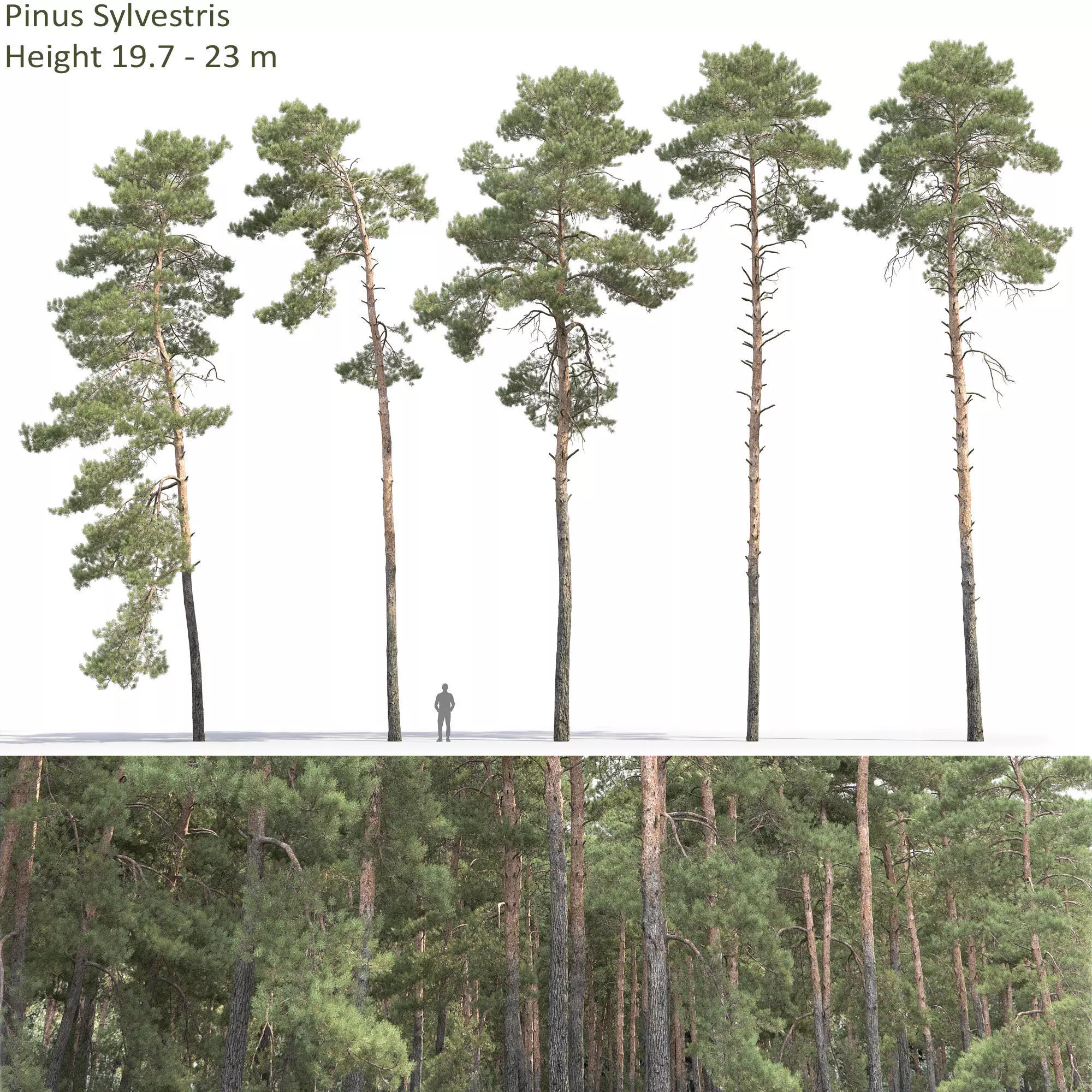 Pinus Sylvestris 31 3D model_0