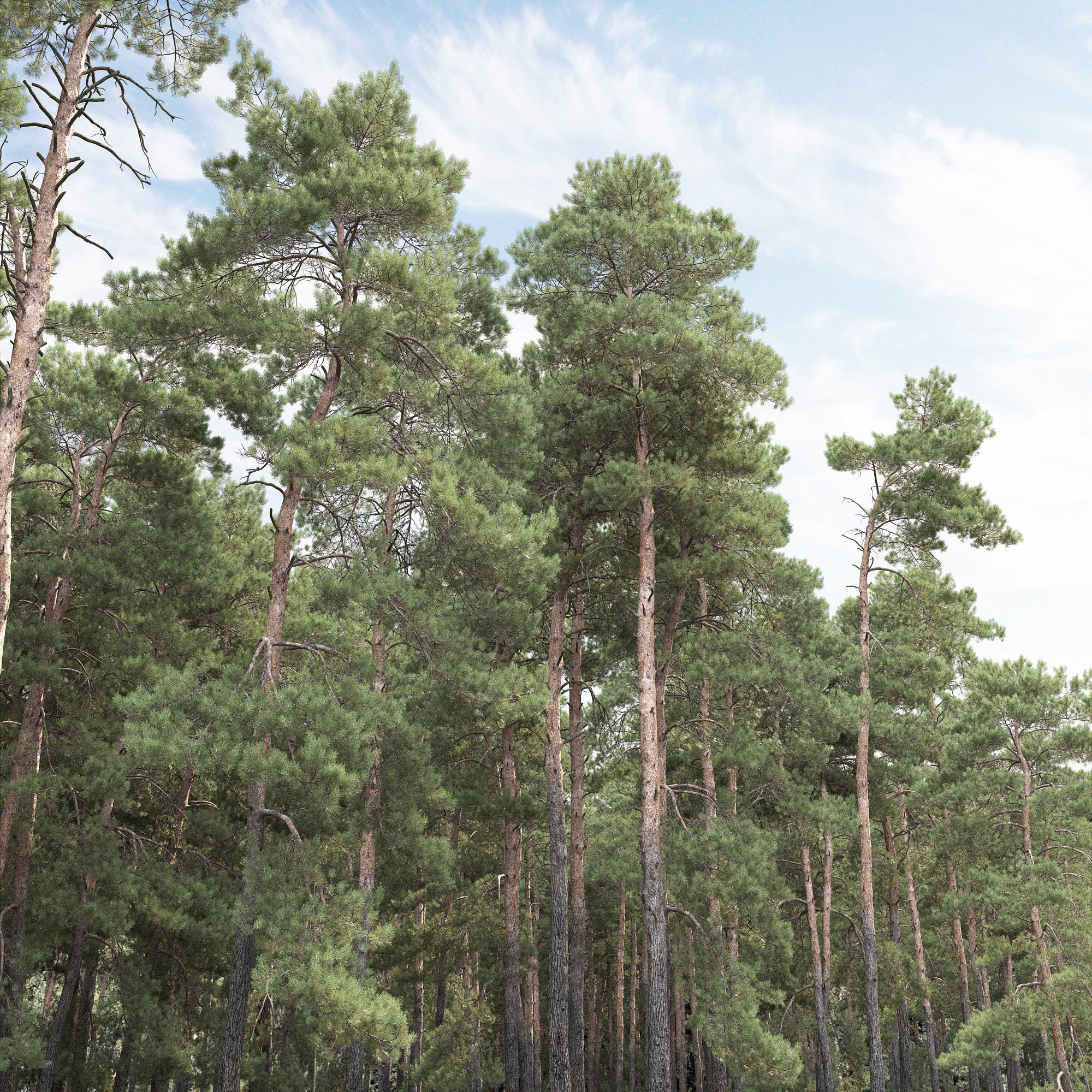 Pinus Sylvestris 31 3D model_3