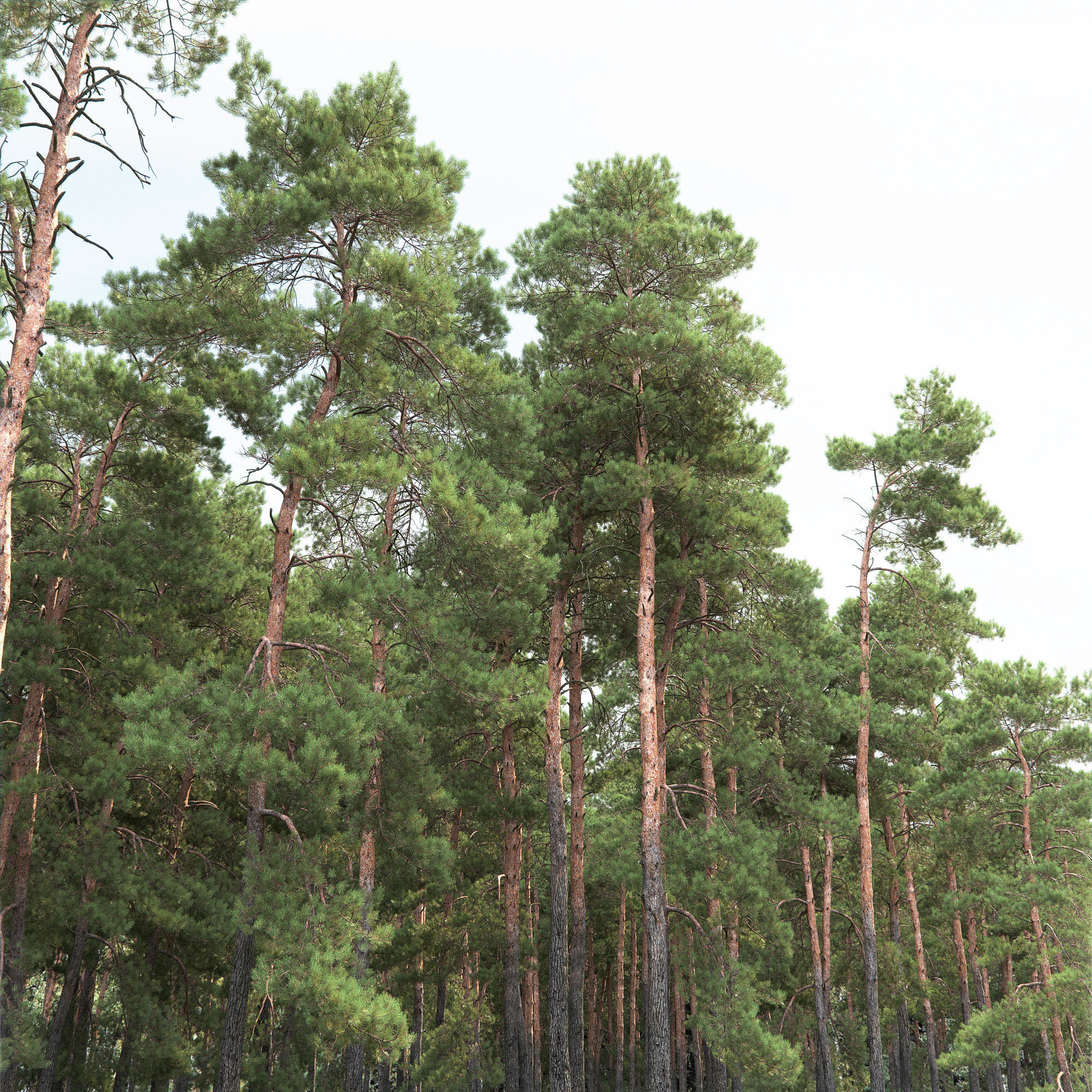 Pinus Sylvestris 31 3D model_2