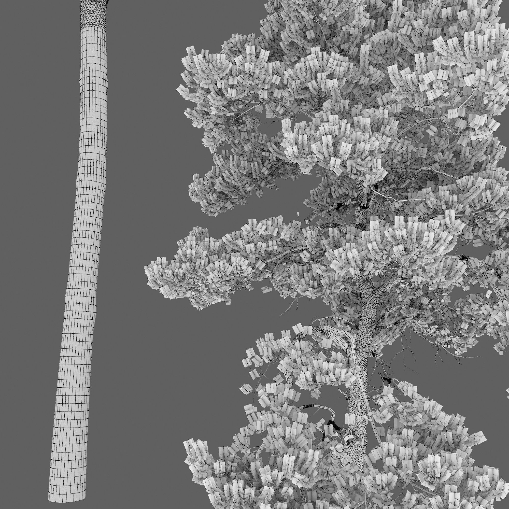 Pinus Sylvestris 31 3D model_6