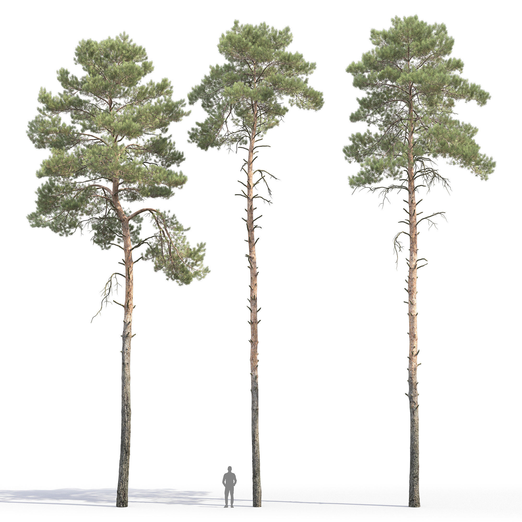 Pinus Sylvestris 31 3D model_4