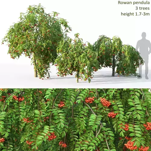 Rowan pendula 01