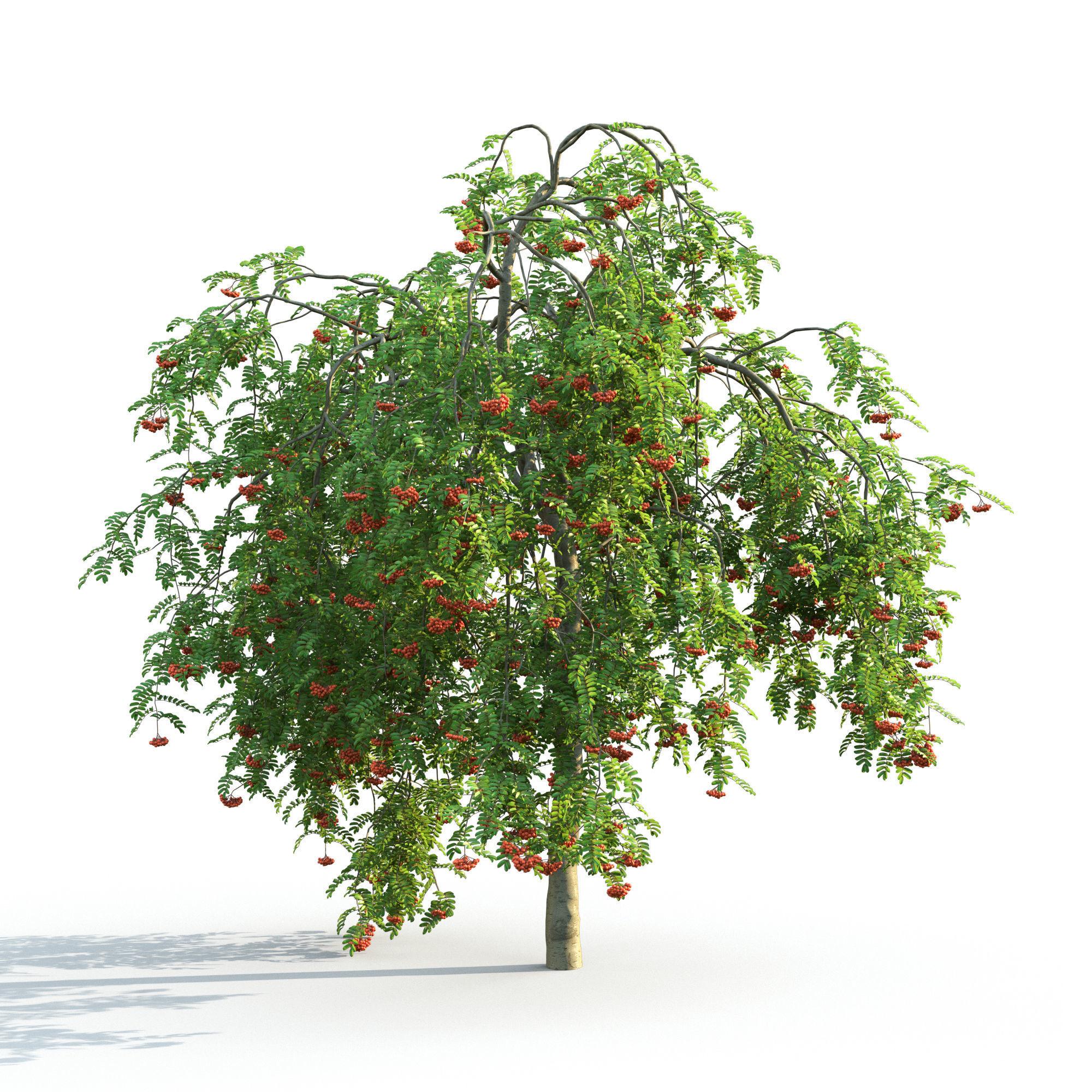 Rowan pendula 01 3D model_3