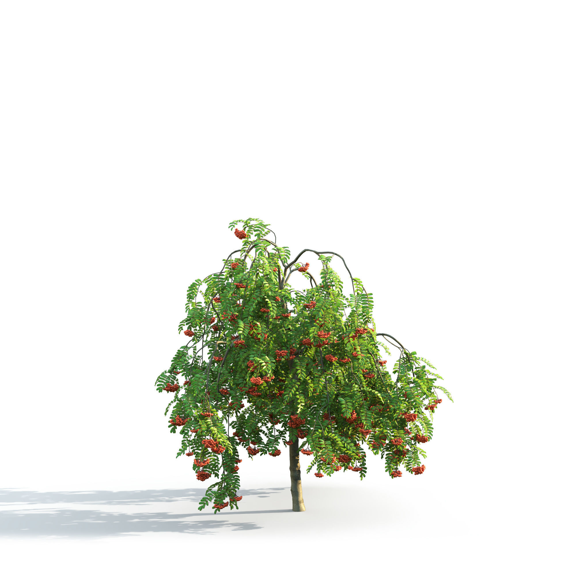 Rowan pendula 01 3D model_5