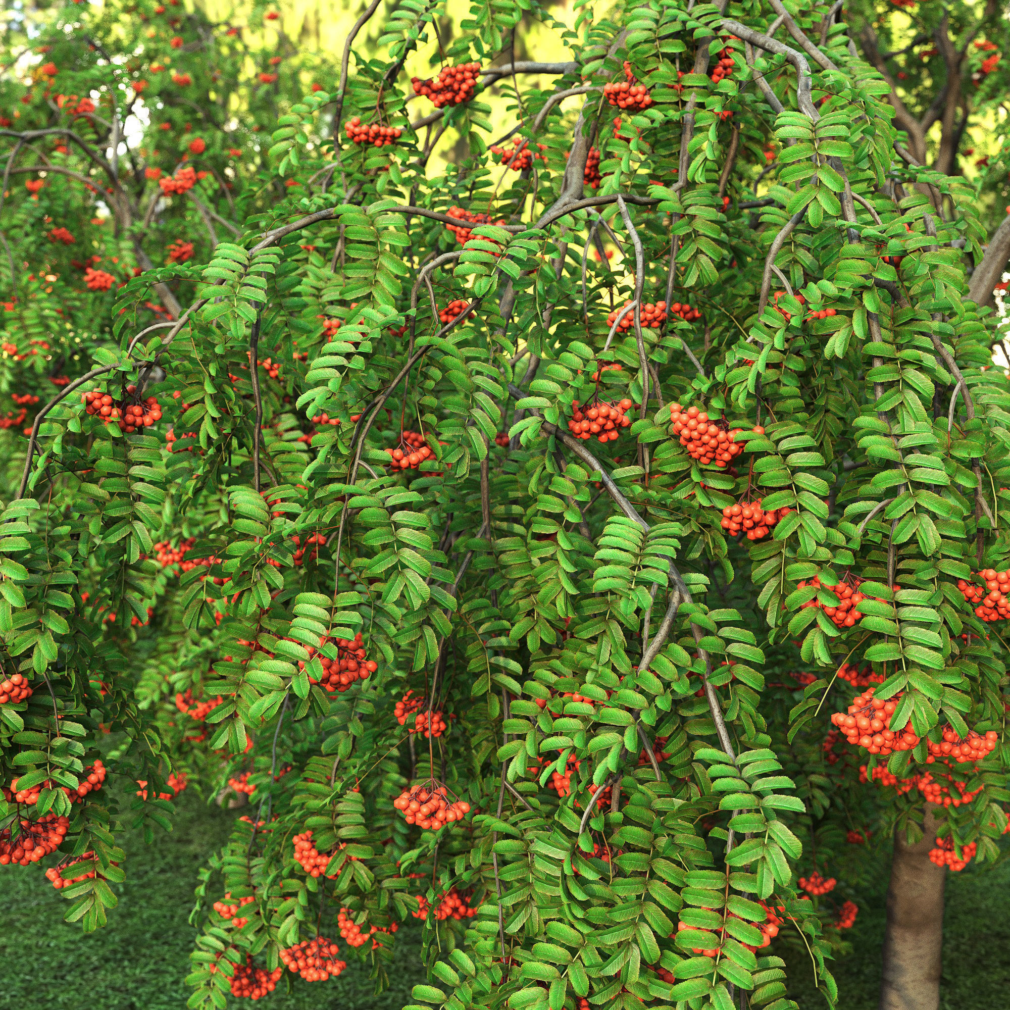 Rowan pendula 01 3D model_1