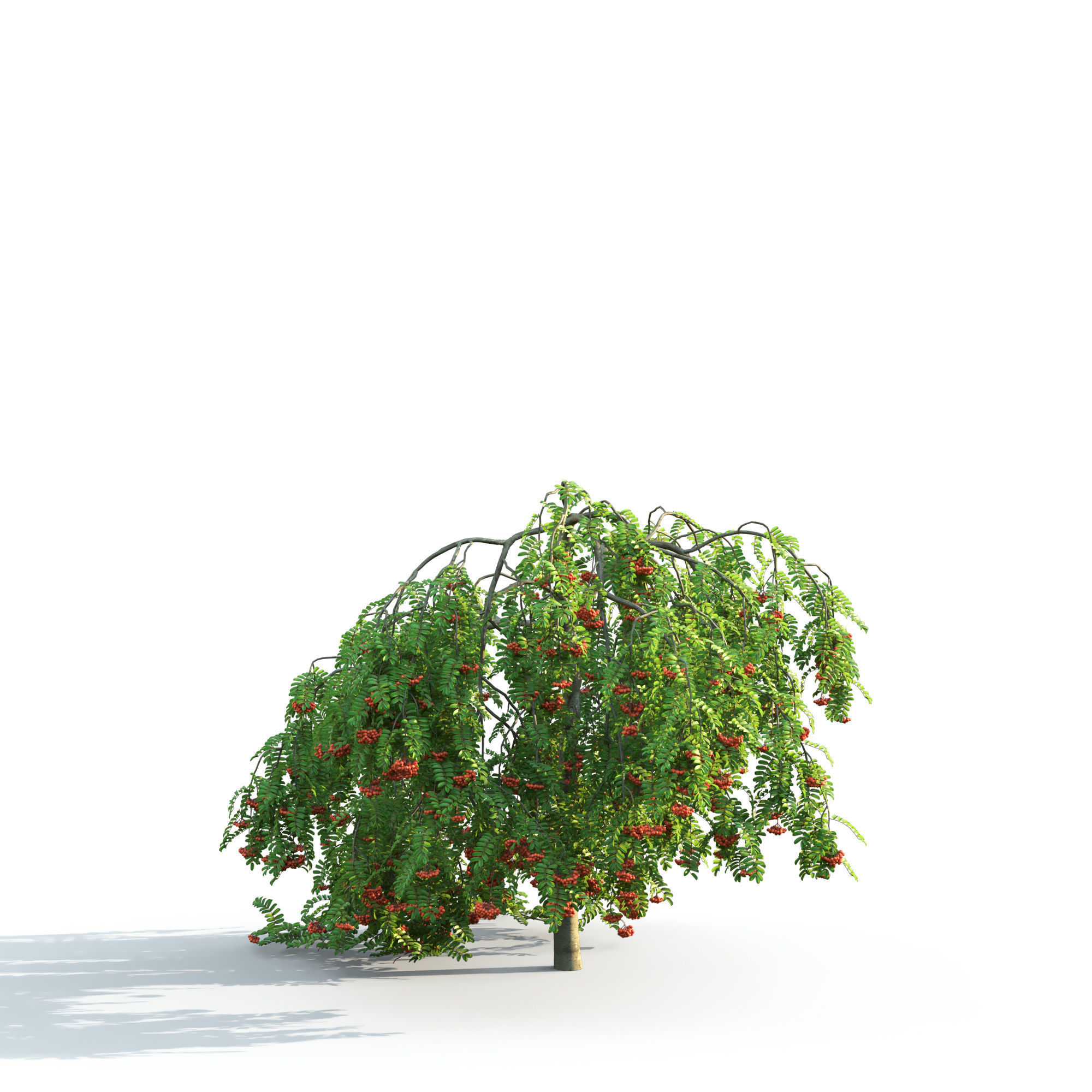 Rowan pendula 01 3D model_4