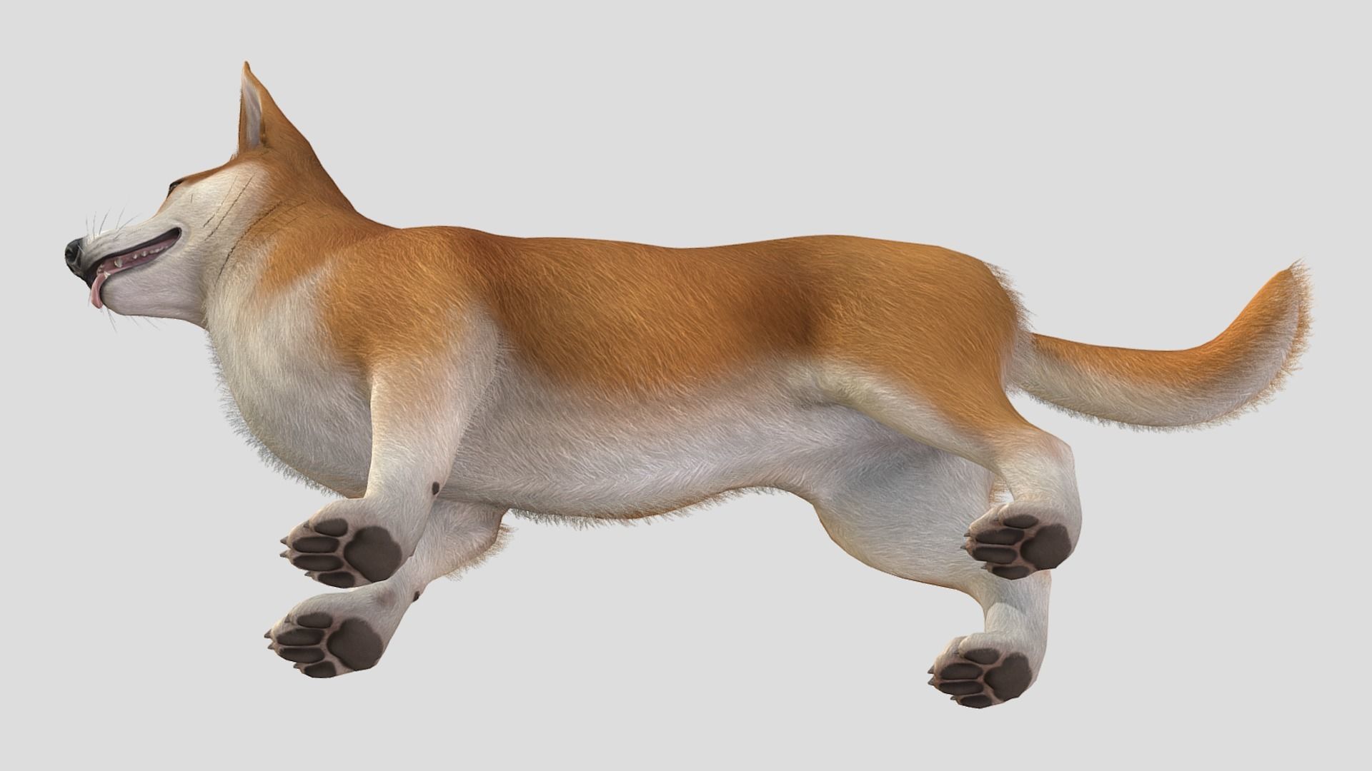 Dog - Corgi Low-poly 3D model_6