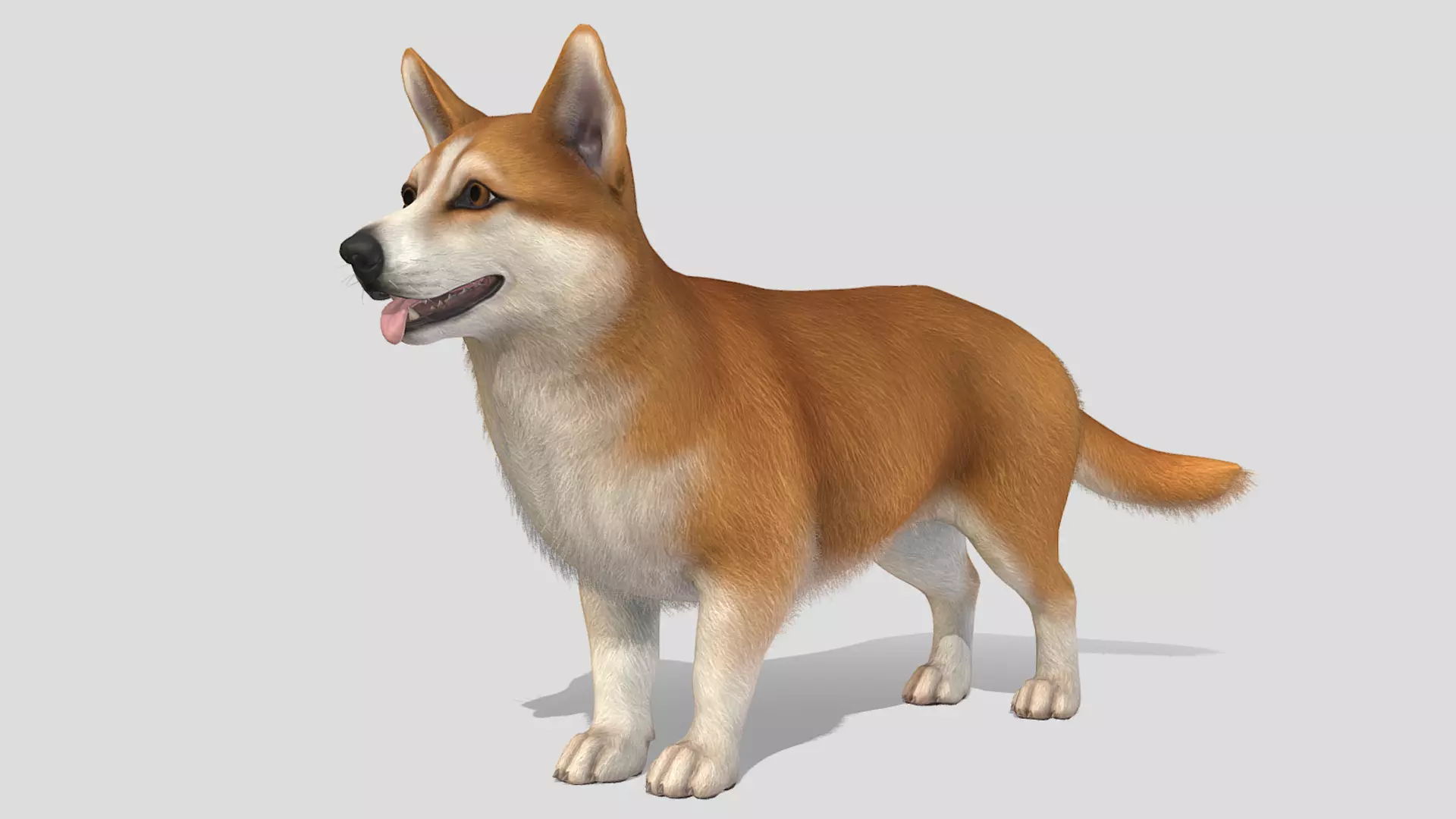 Dog - Corgi Low-poly 3D model_0