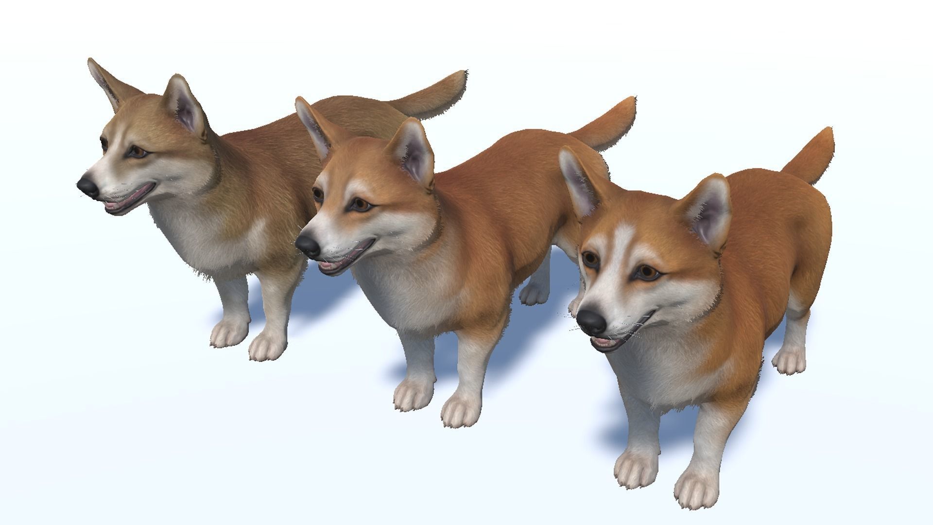 Dog - Corgi Low-poly 3D model_10