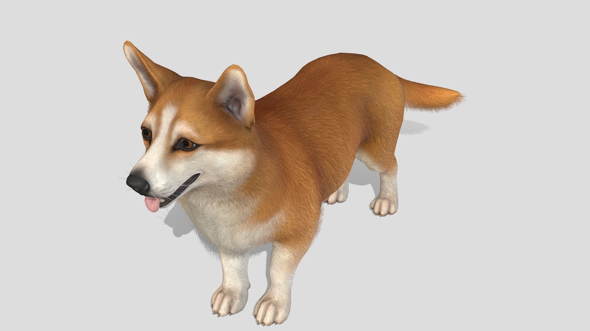 Dog - Corgi Low-poly 3D model_4
