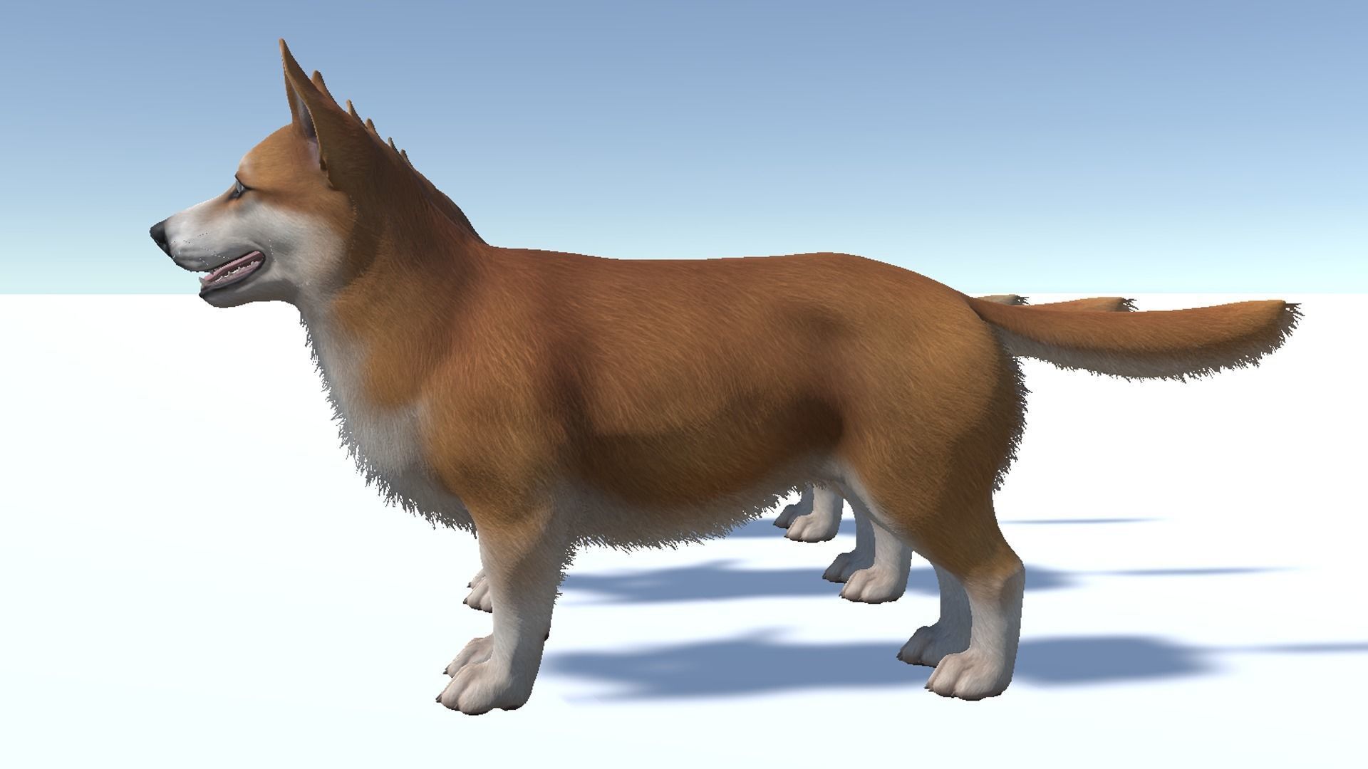 Dog - Corgi Low-poly 3D model_11
