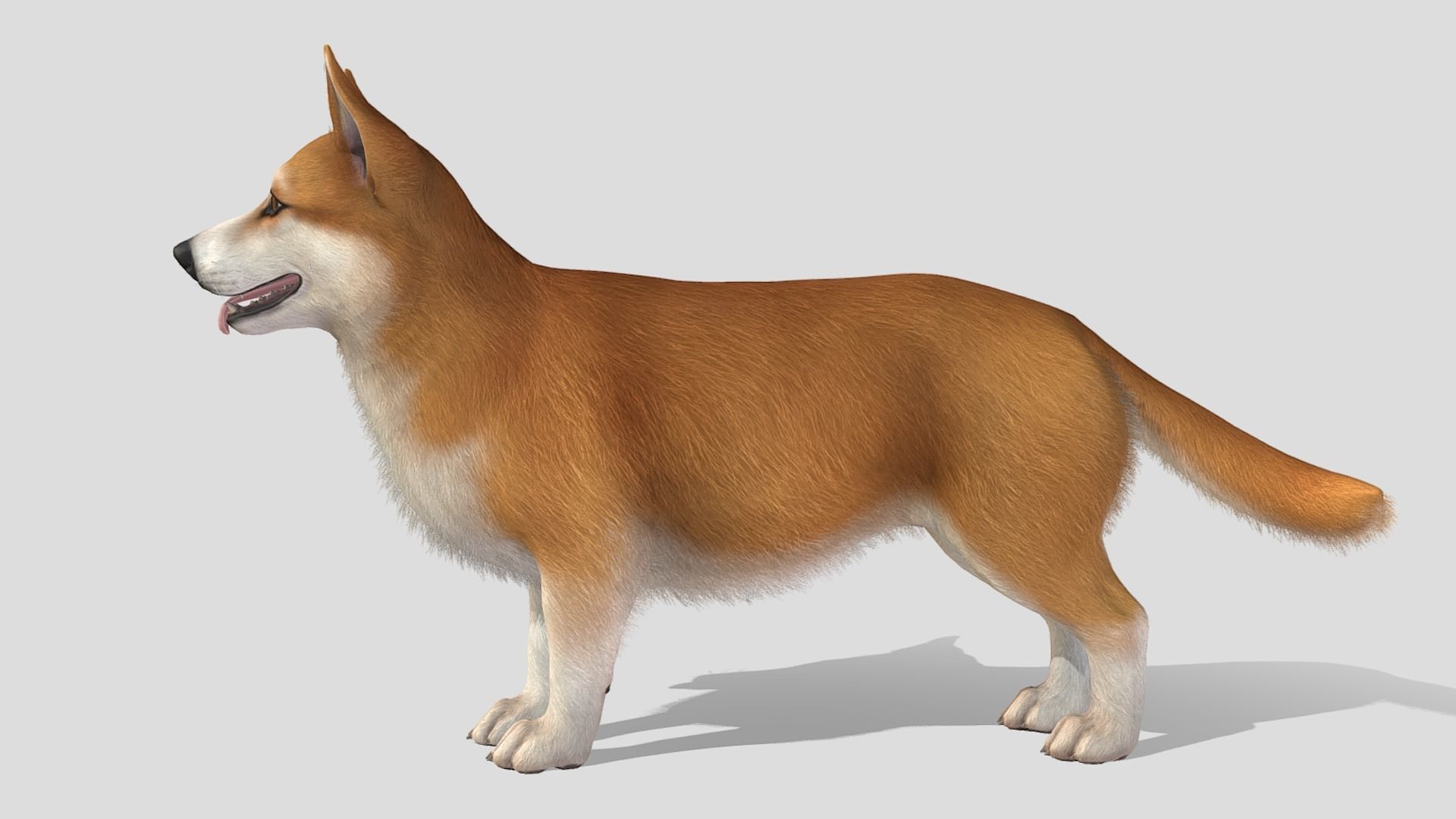 Dog - Corgi Low-poly 3D model_2