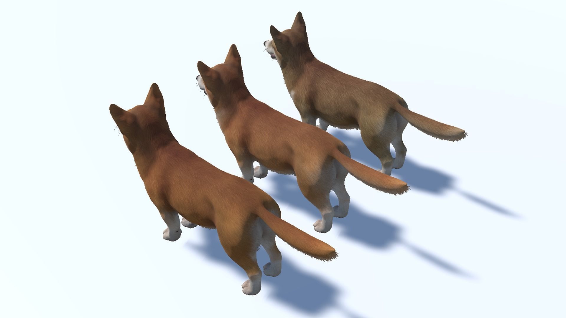 Dog - Corgi Low-poly 3D model_12