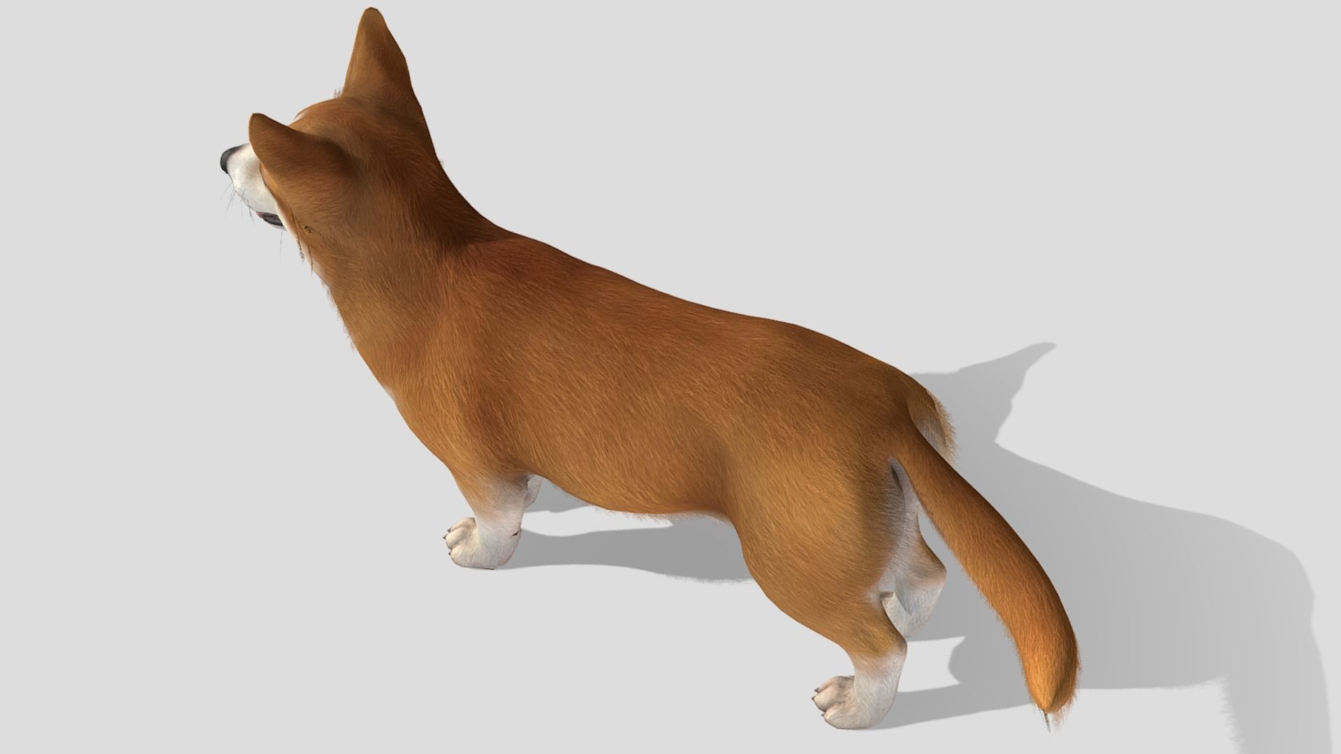 Dog - Corgi Low-poly 3D model_5