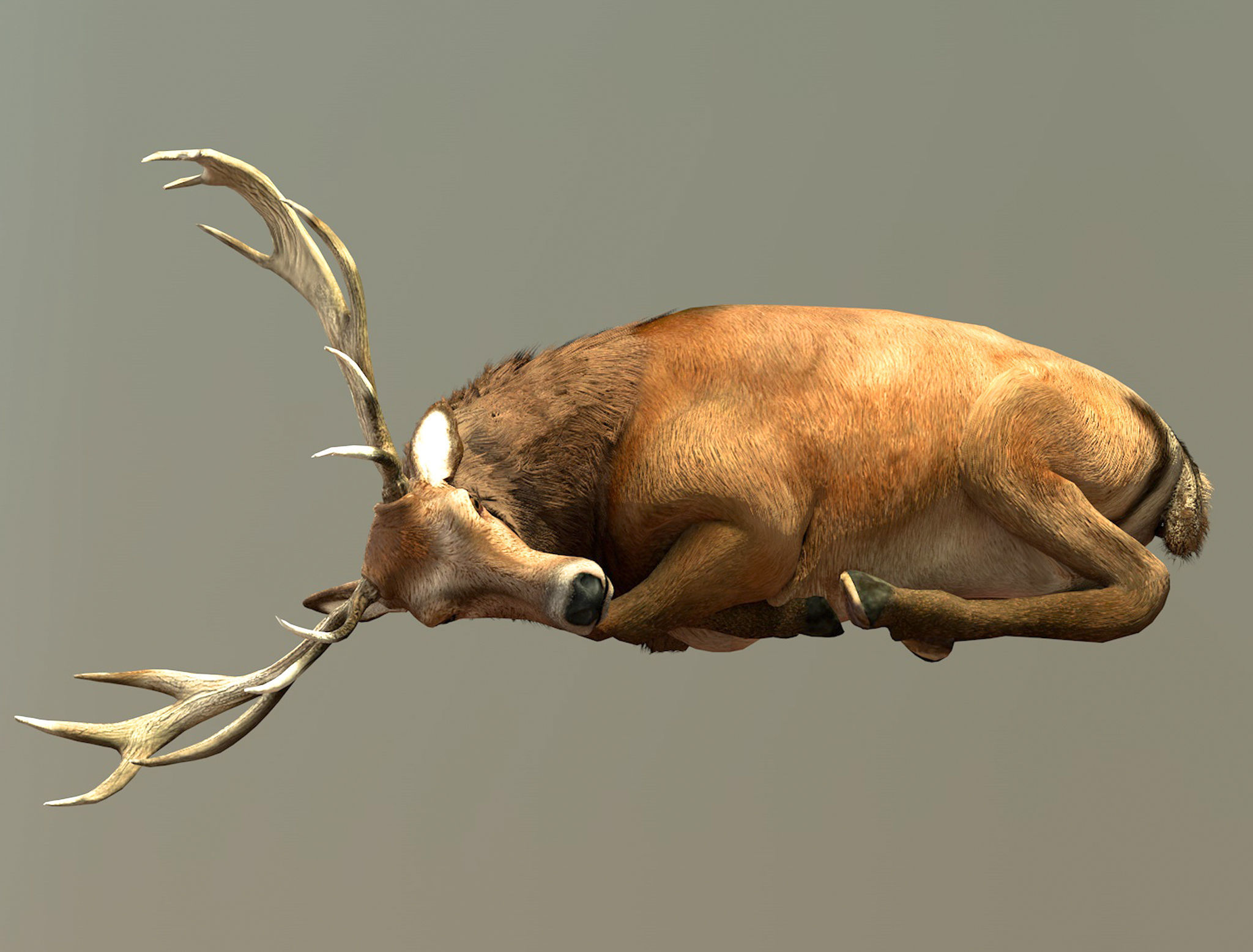 Deer stag Low-poly 3D model_4