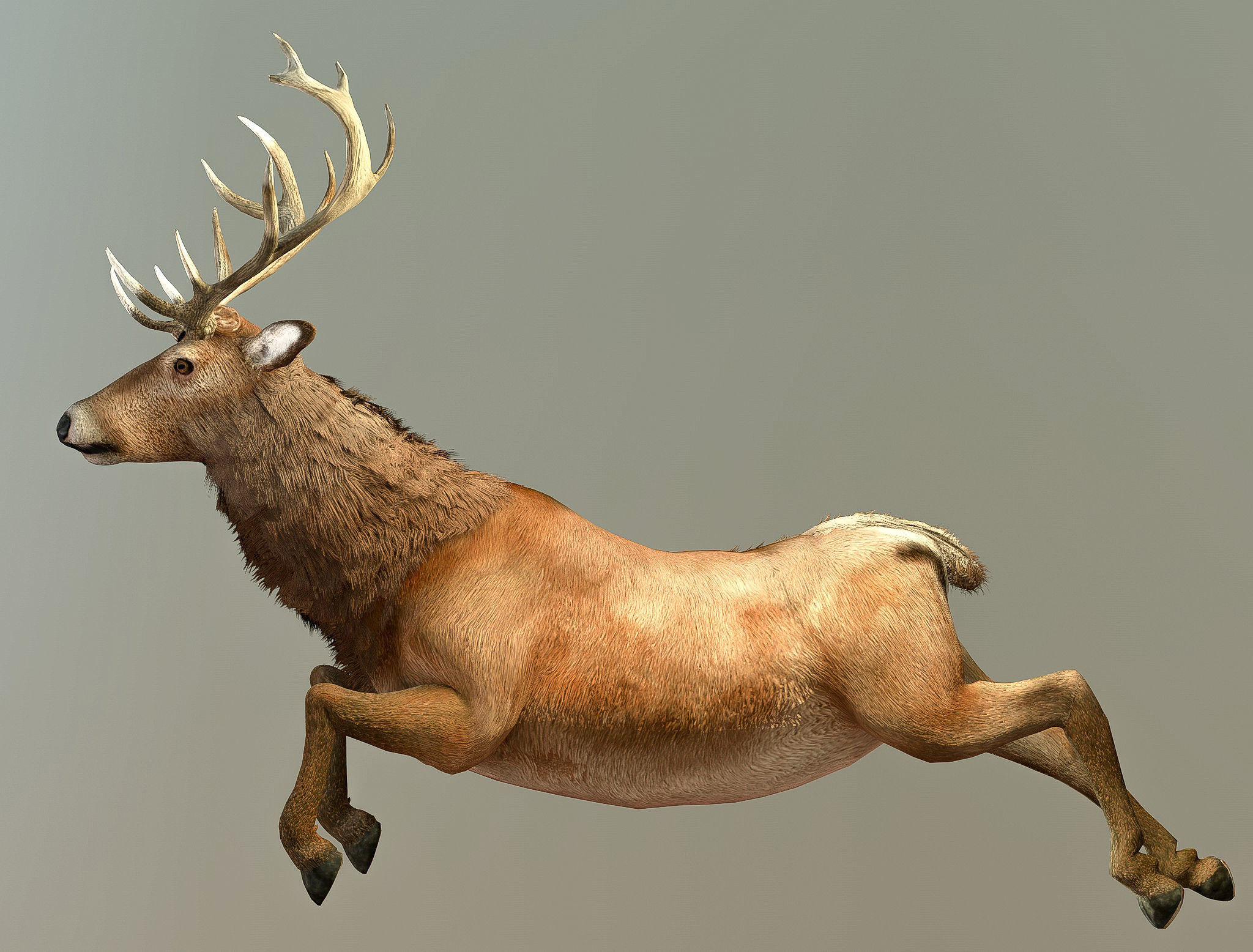 Deer stag Low-poly 3D model_7