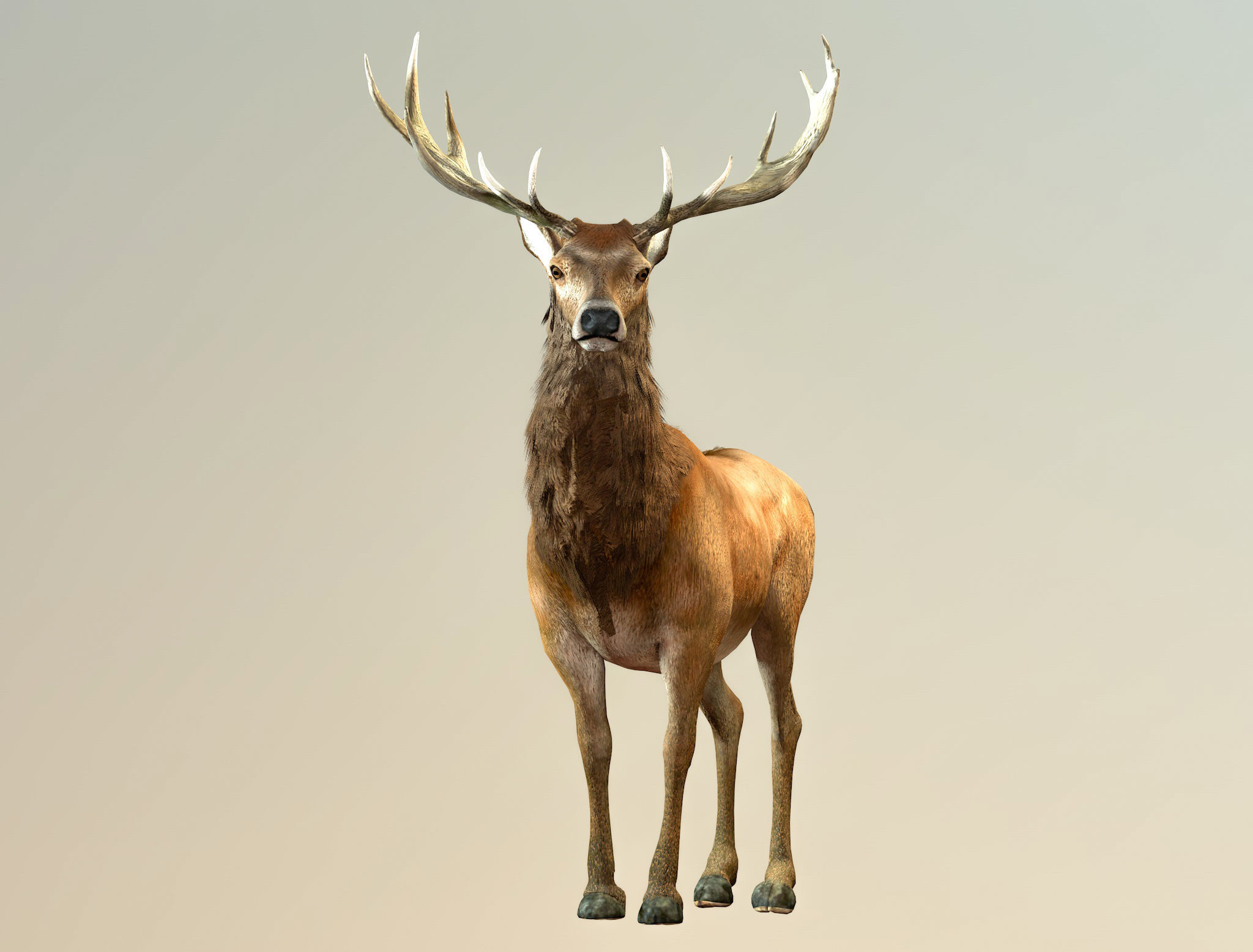 Deer stag Low-poly 3D model_2