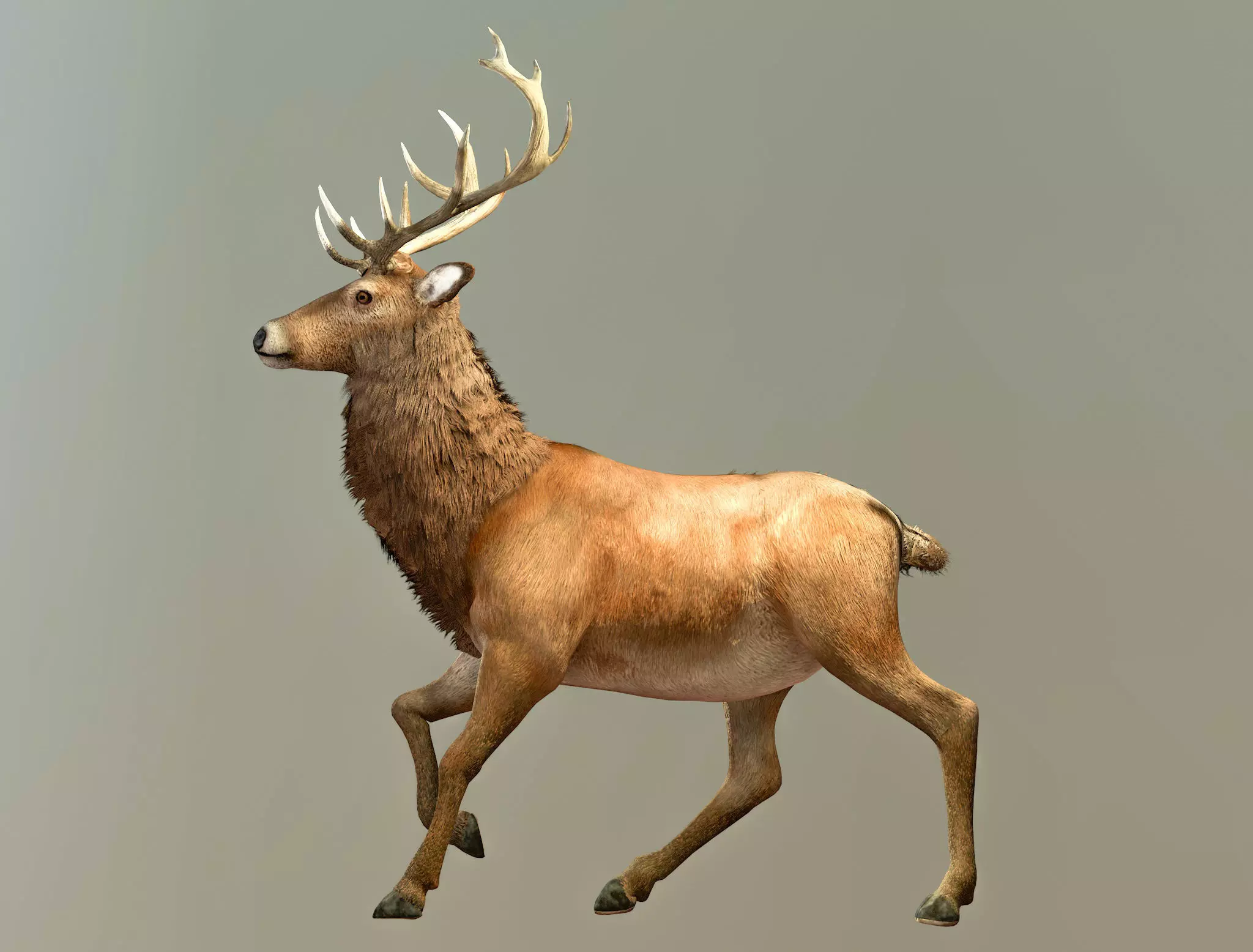 Deer stag Low-poly 3D model_0