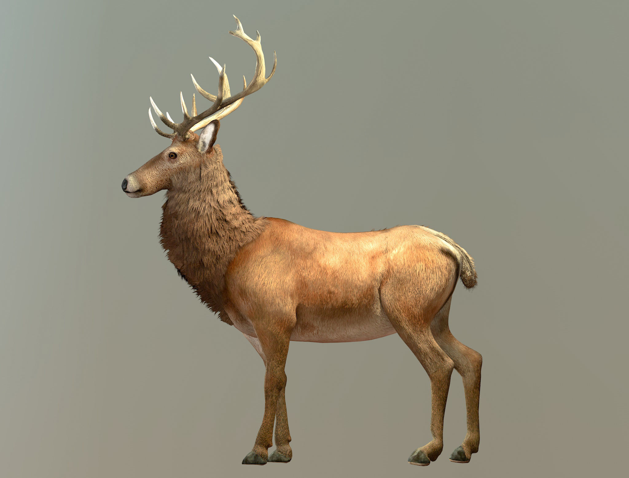 Deer stag Low-poly 3D model_6