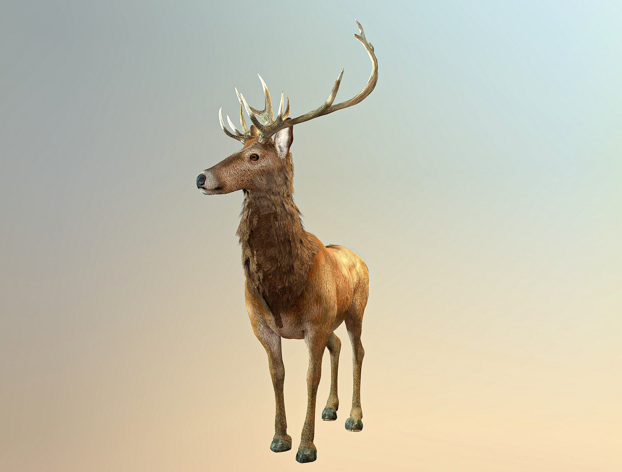 Deer stag Low-poly 3D model_5