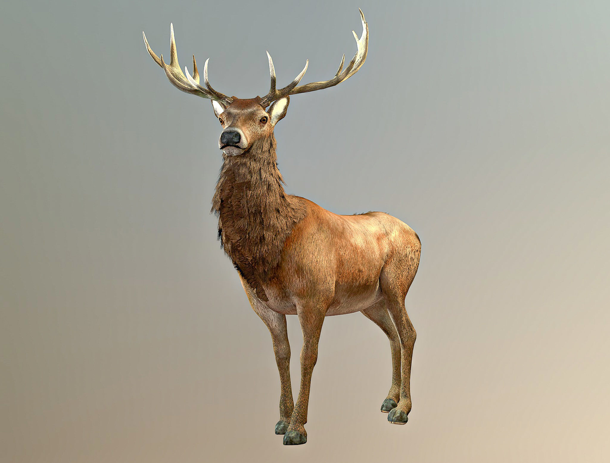 Deer stag Low-poly 3D model_3